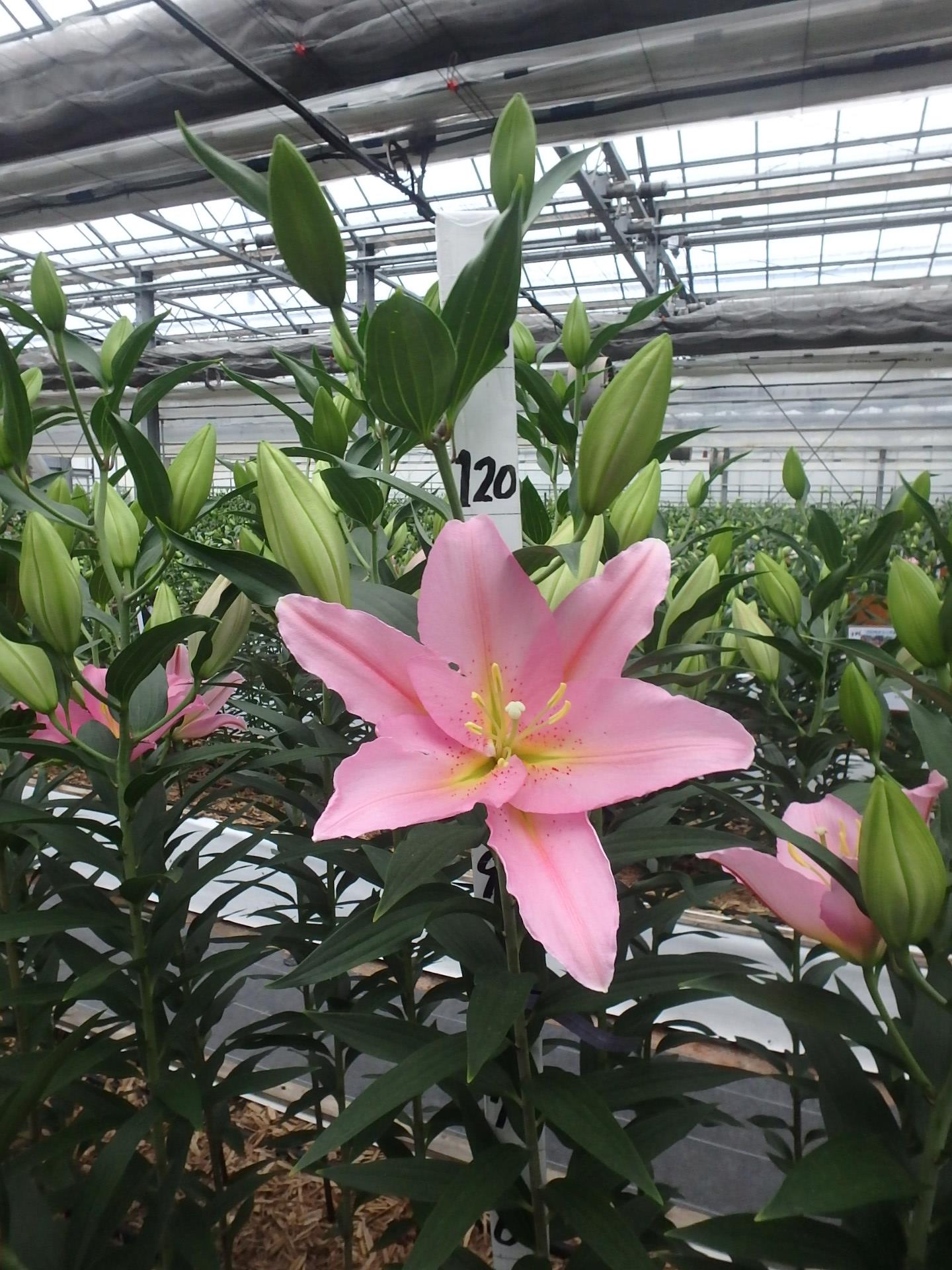 バンドーム(花粉無し)