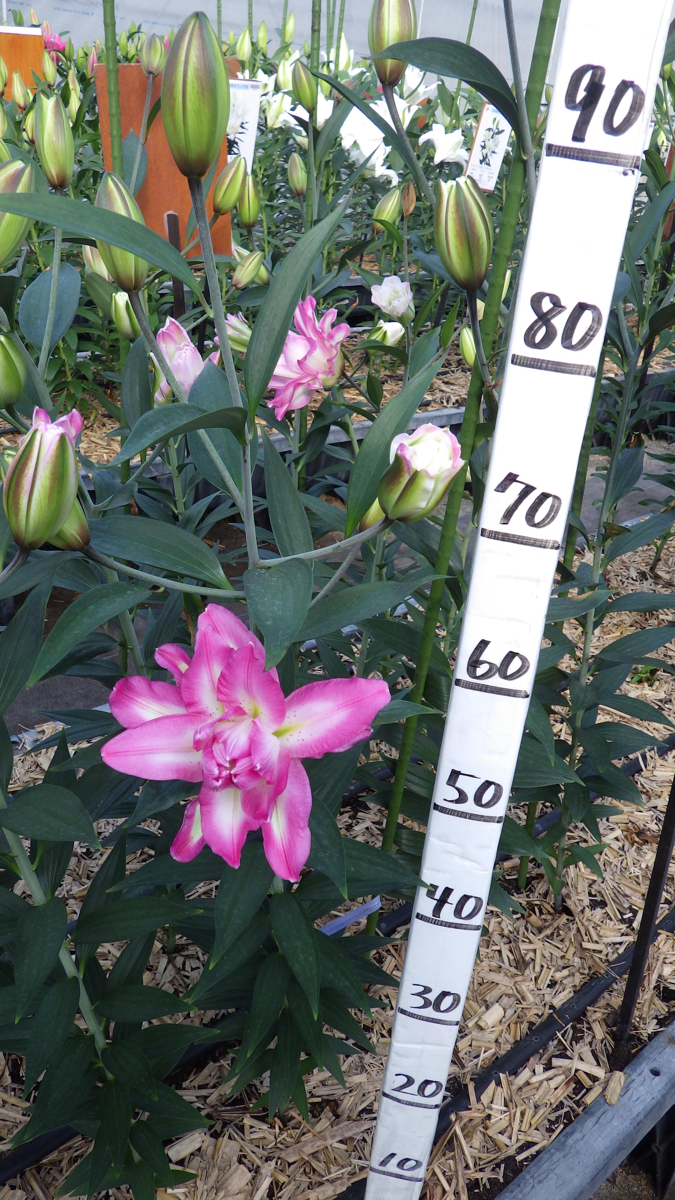 アコレード(八重)