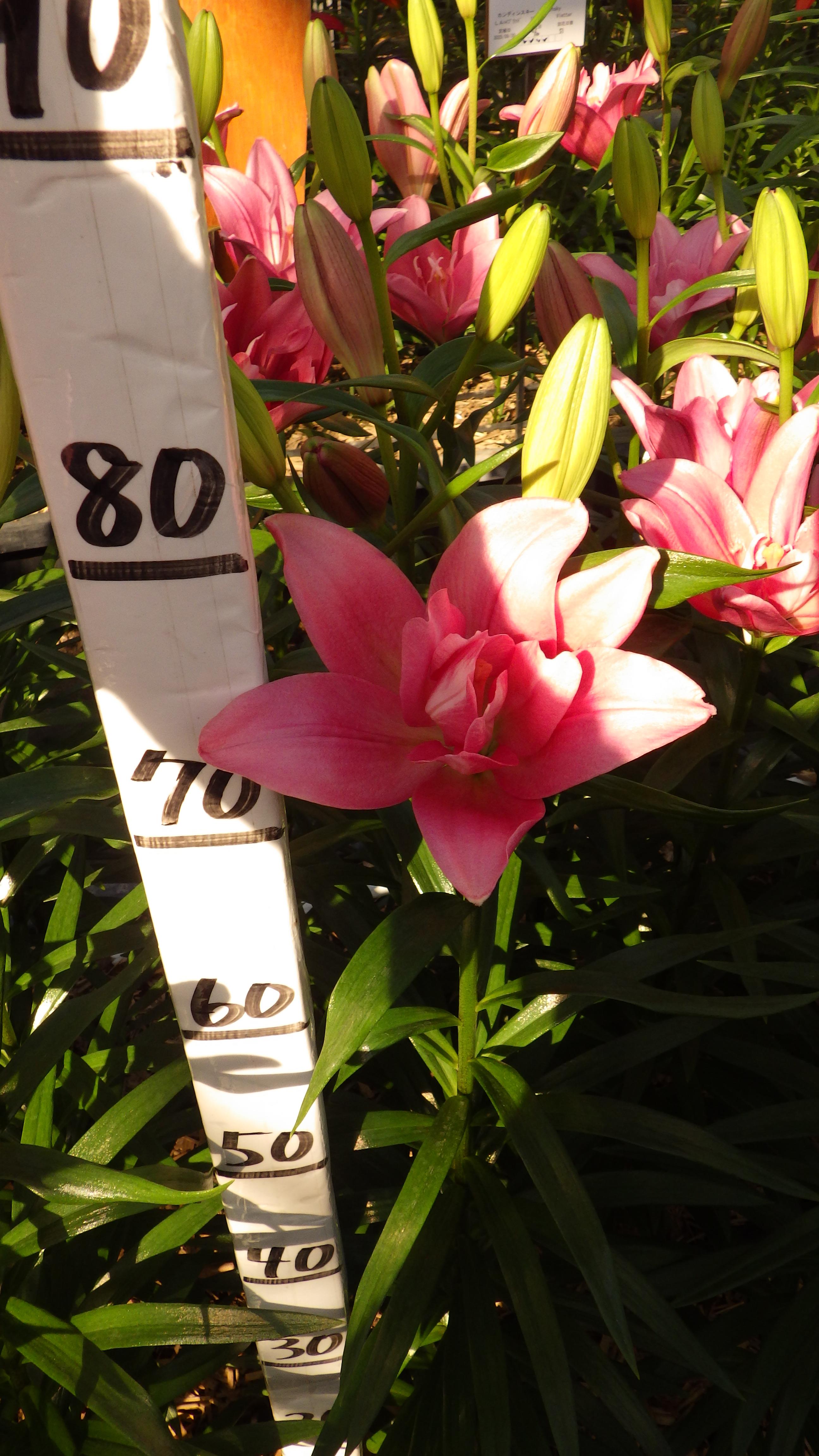 アドべンド(花粉無し)