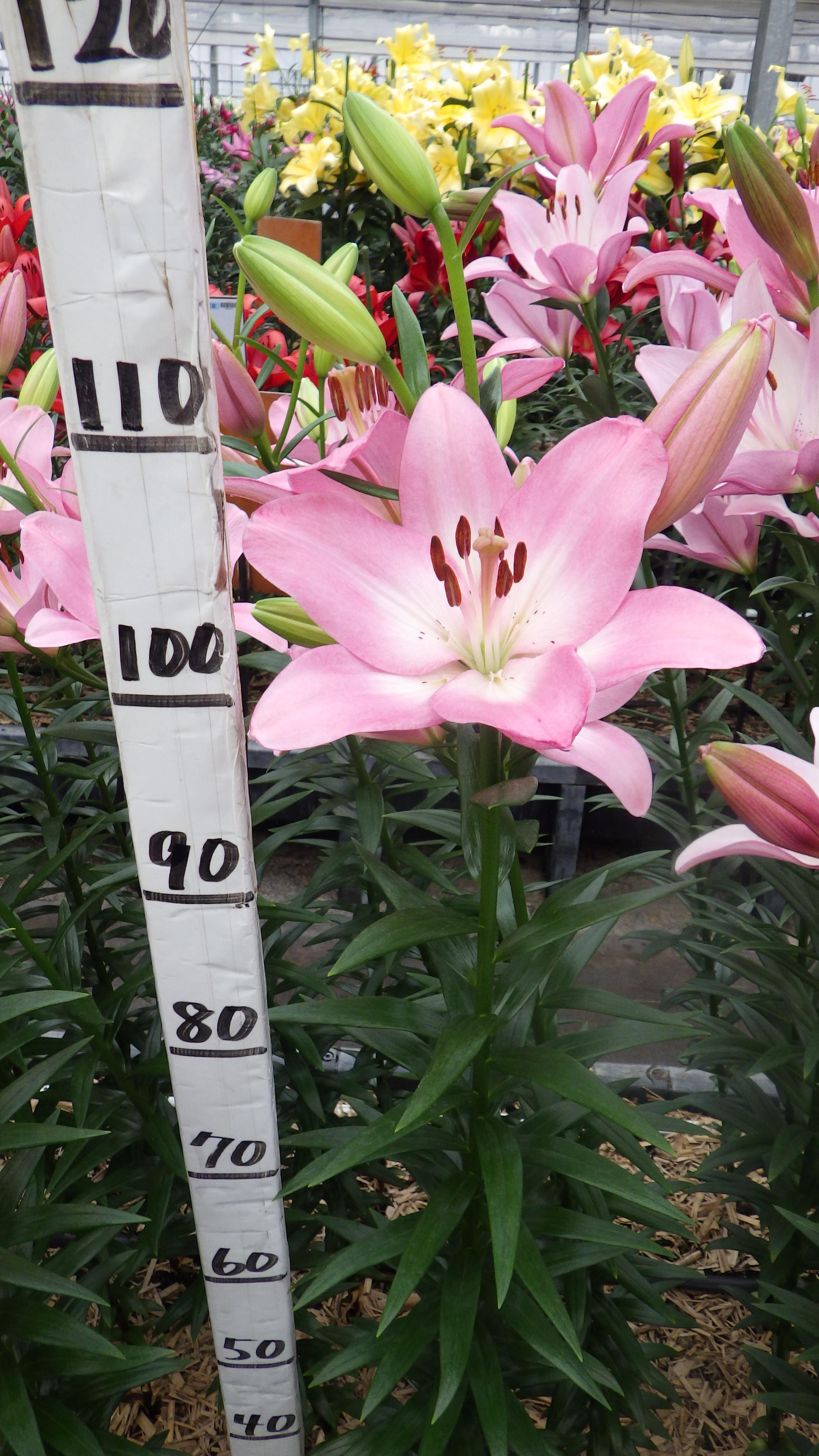 アルブフェイラ