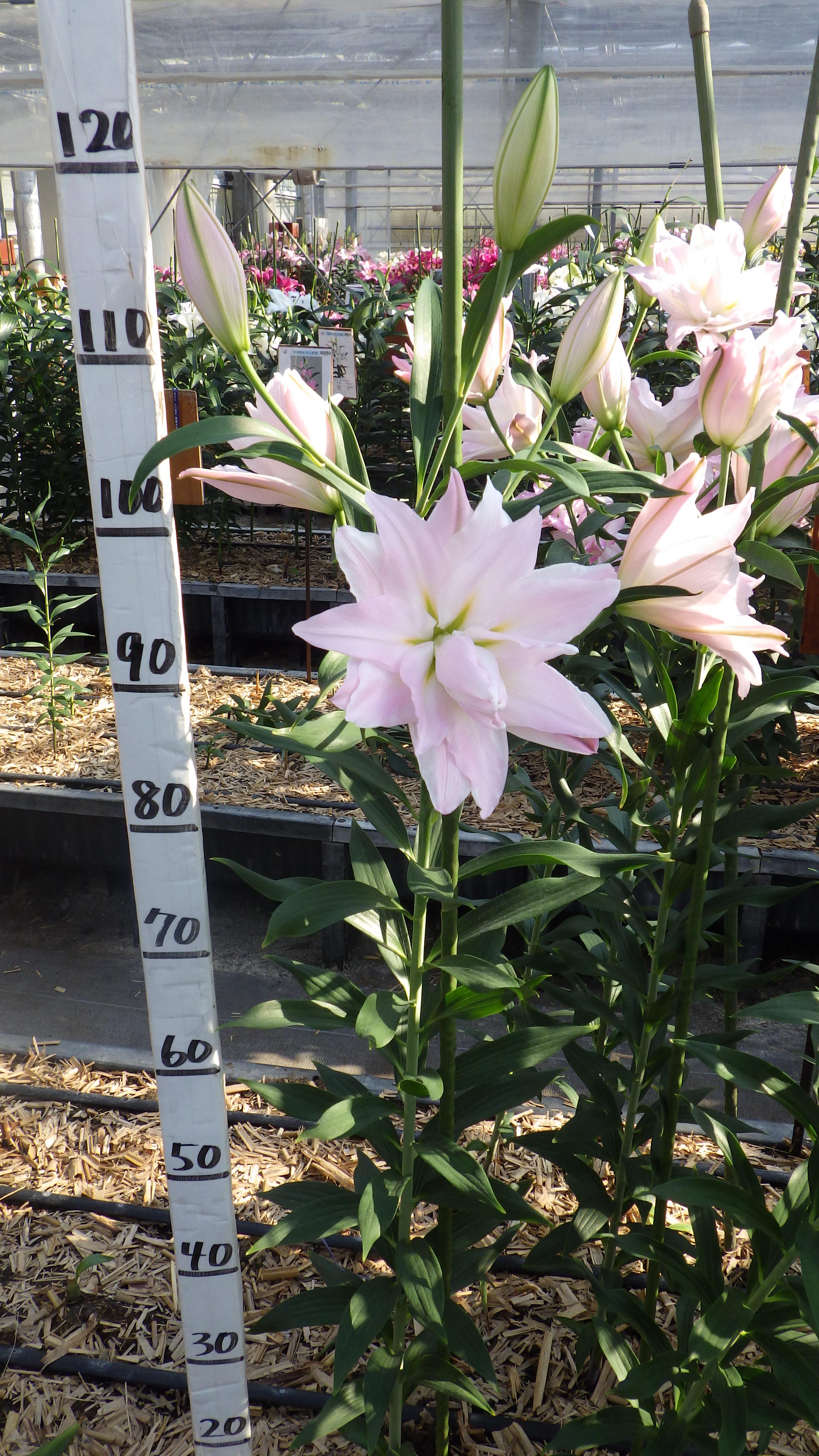 アミスタッド(八重)