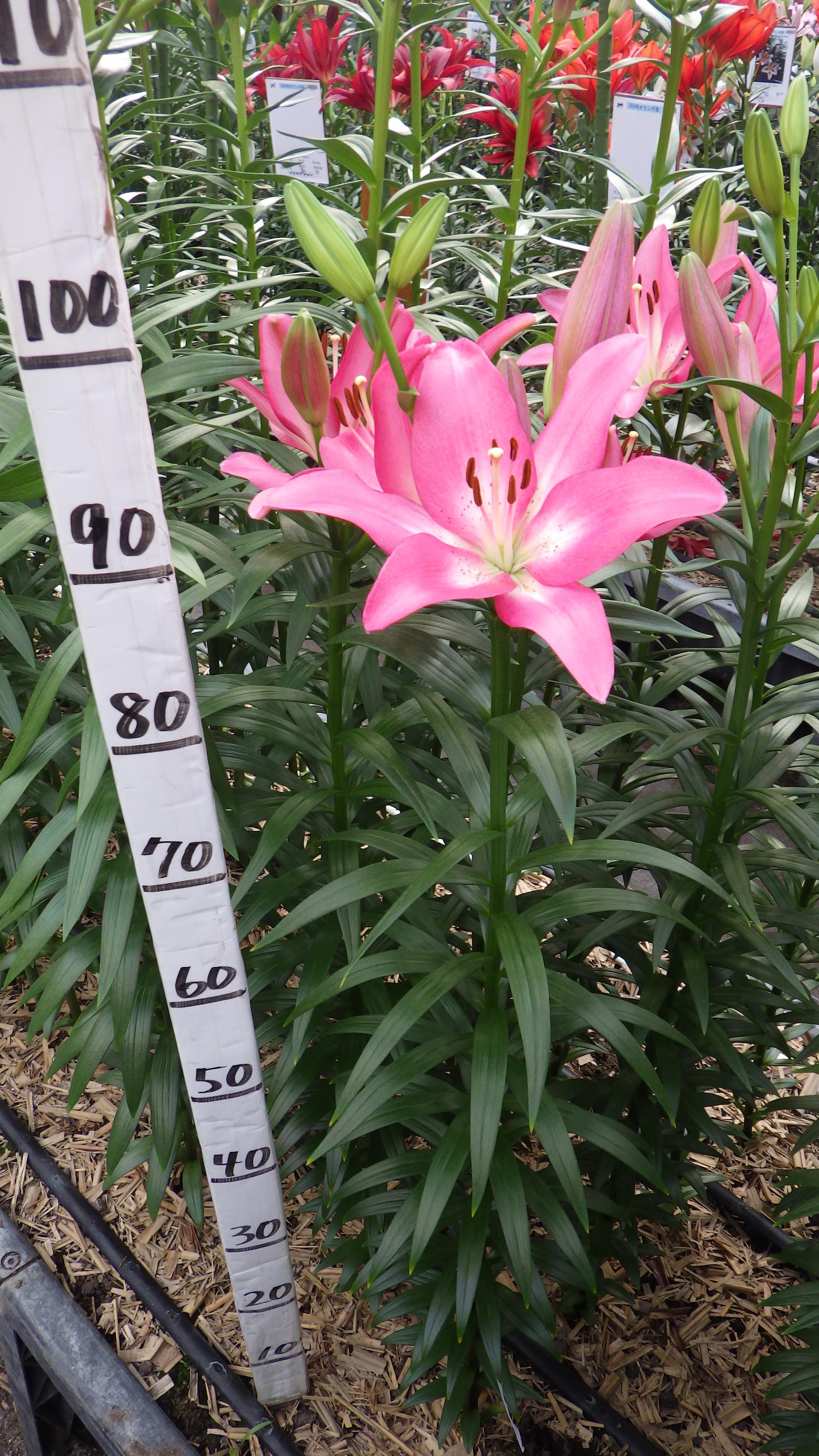 アルバタックス