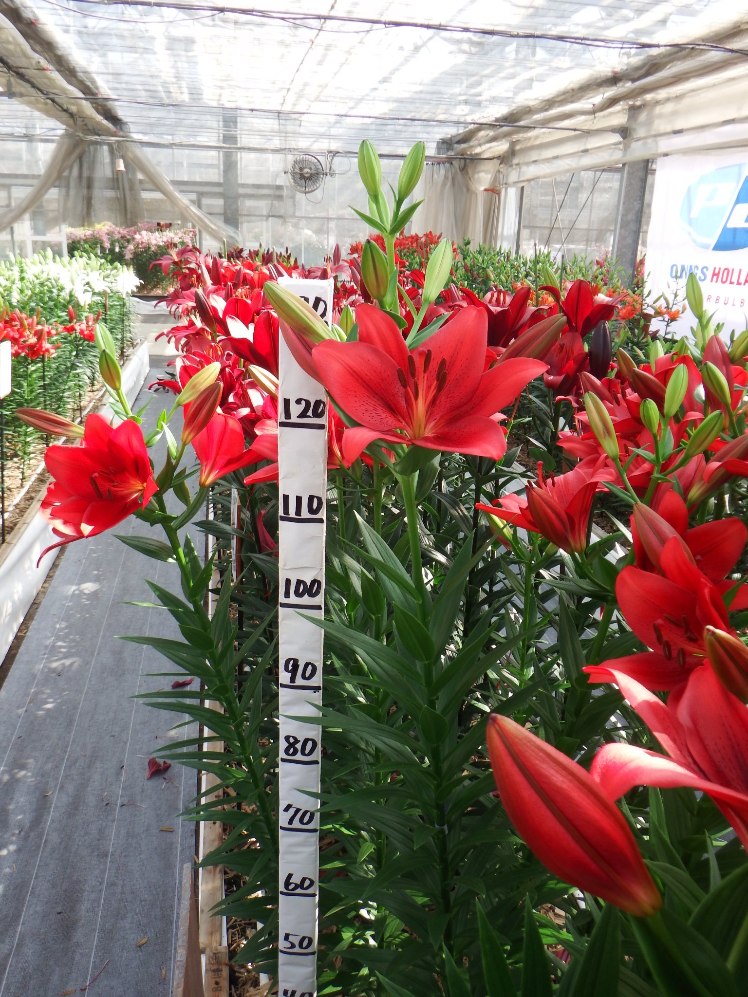 アルマンデイル