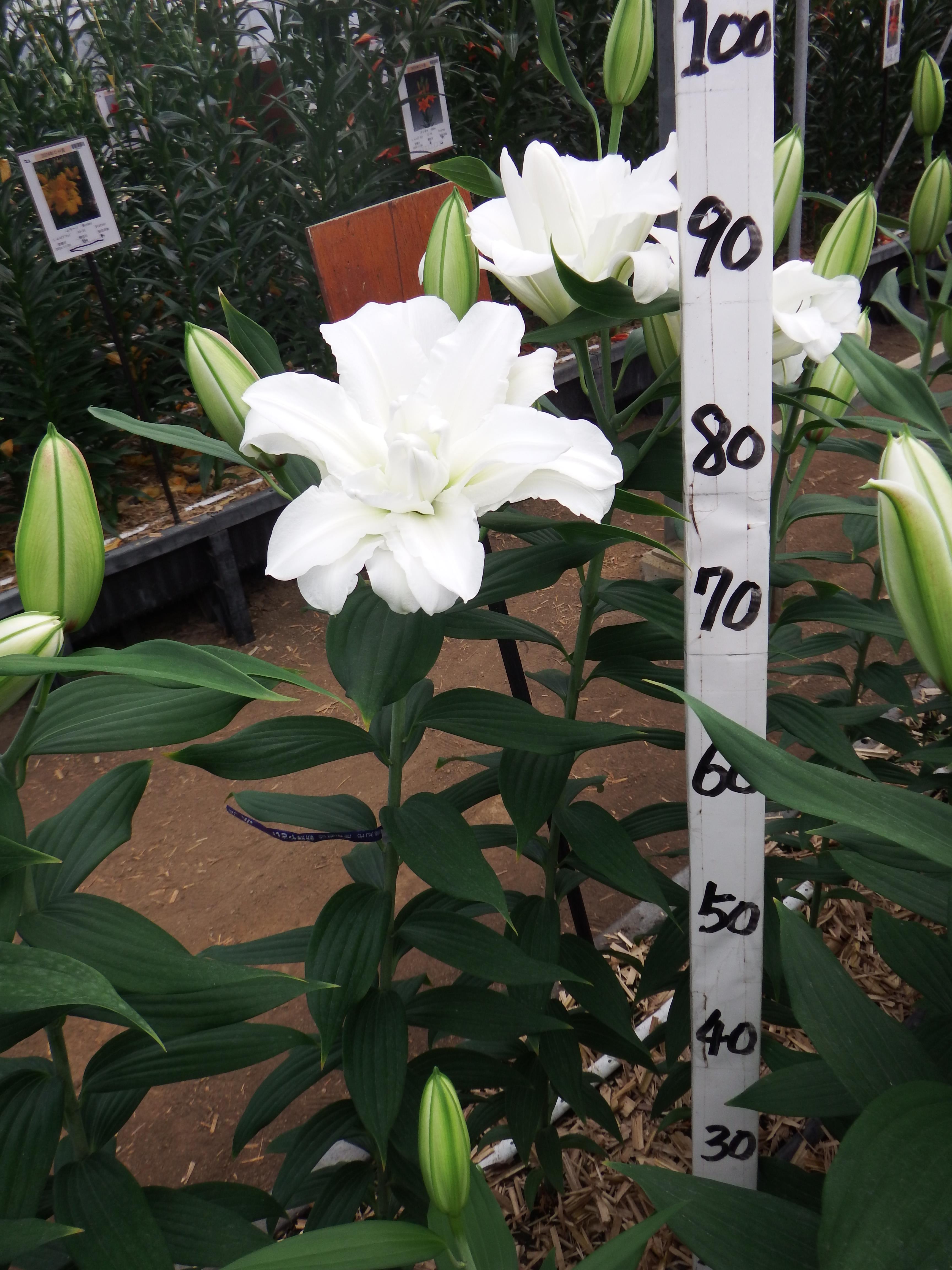 アローザ(八重)