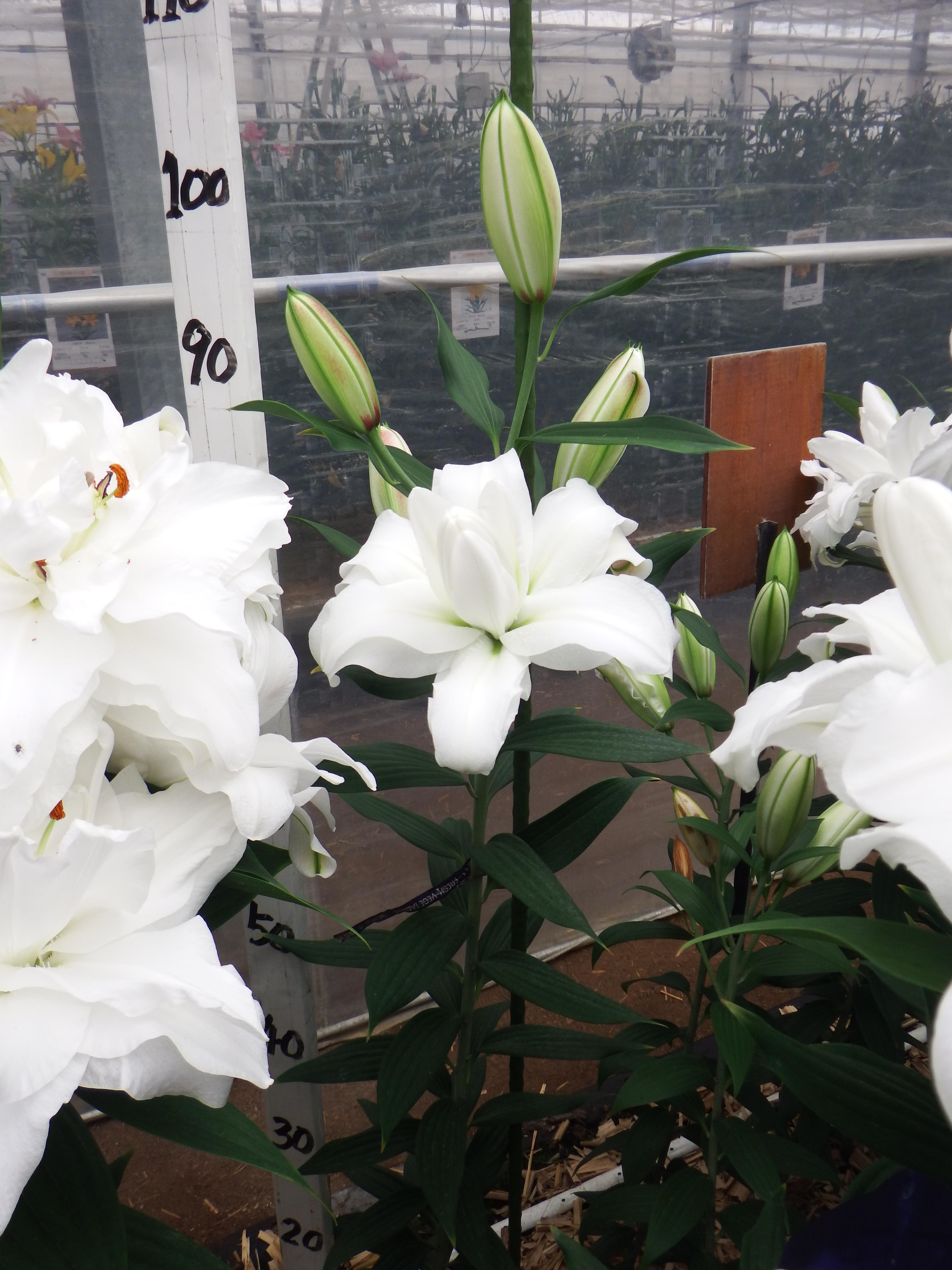 アローザ(八重)