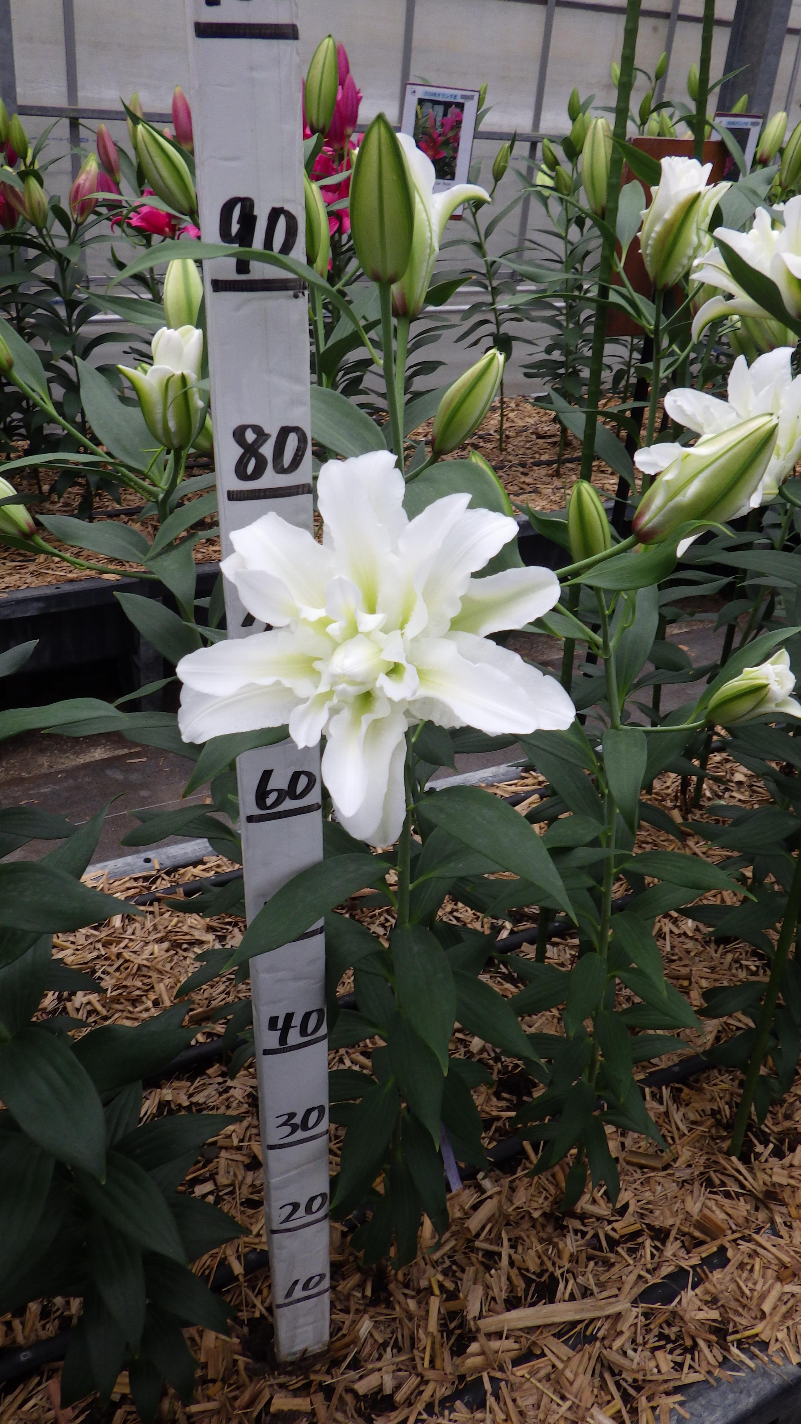 アローザ(八重)