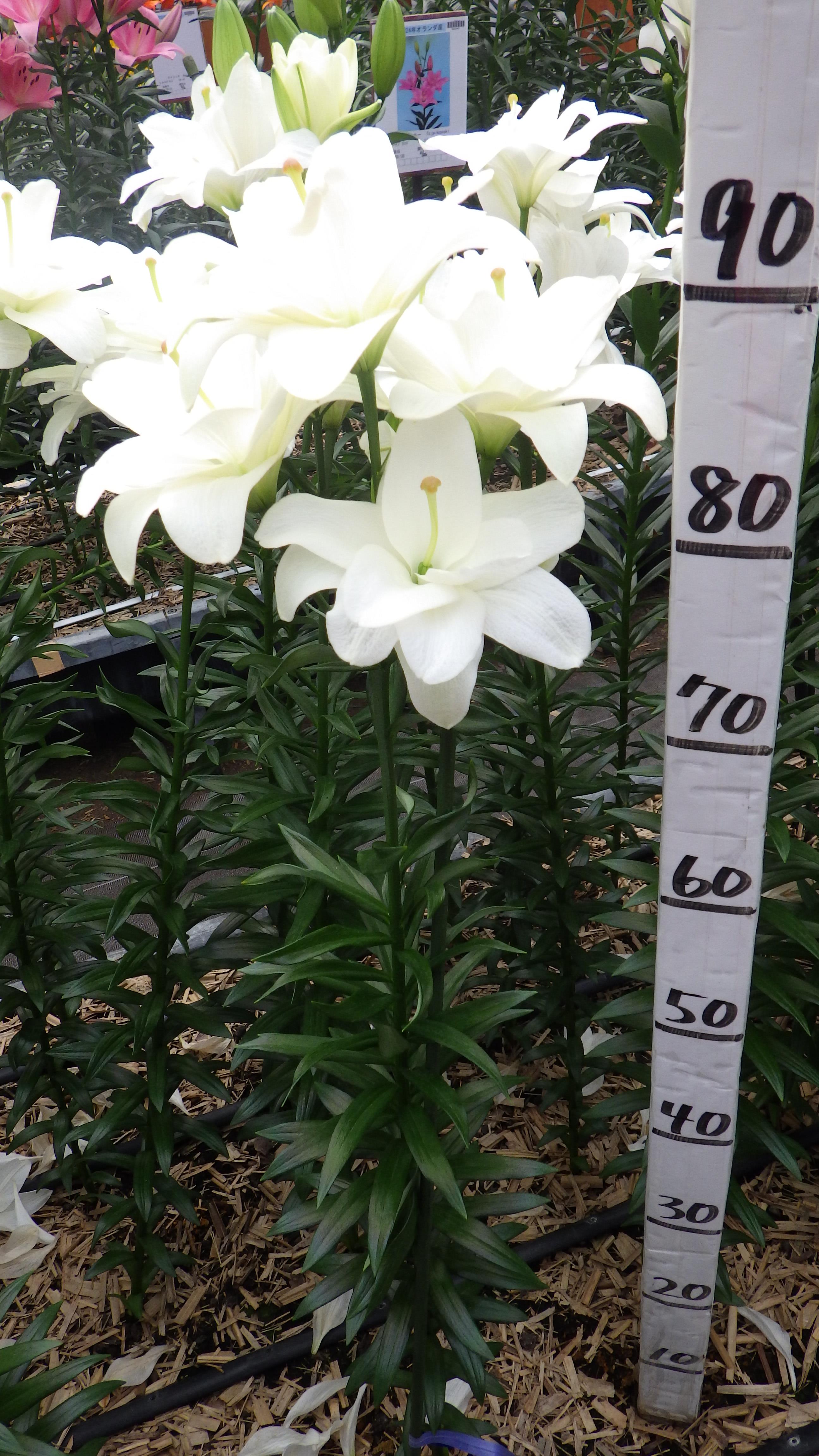 ベルベデーレ(花粉無し)