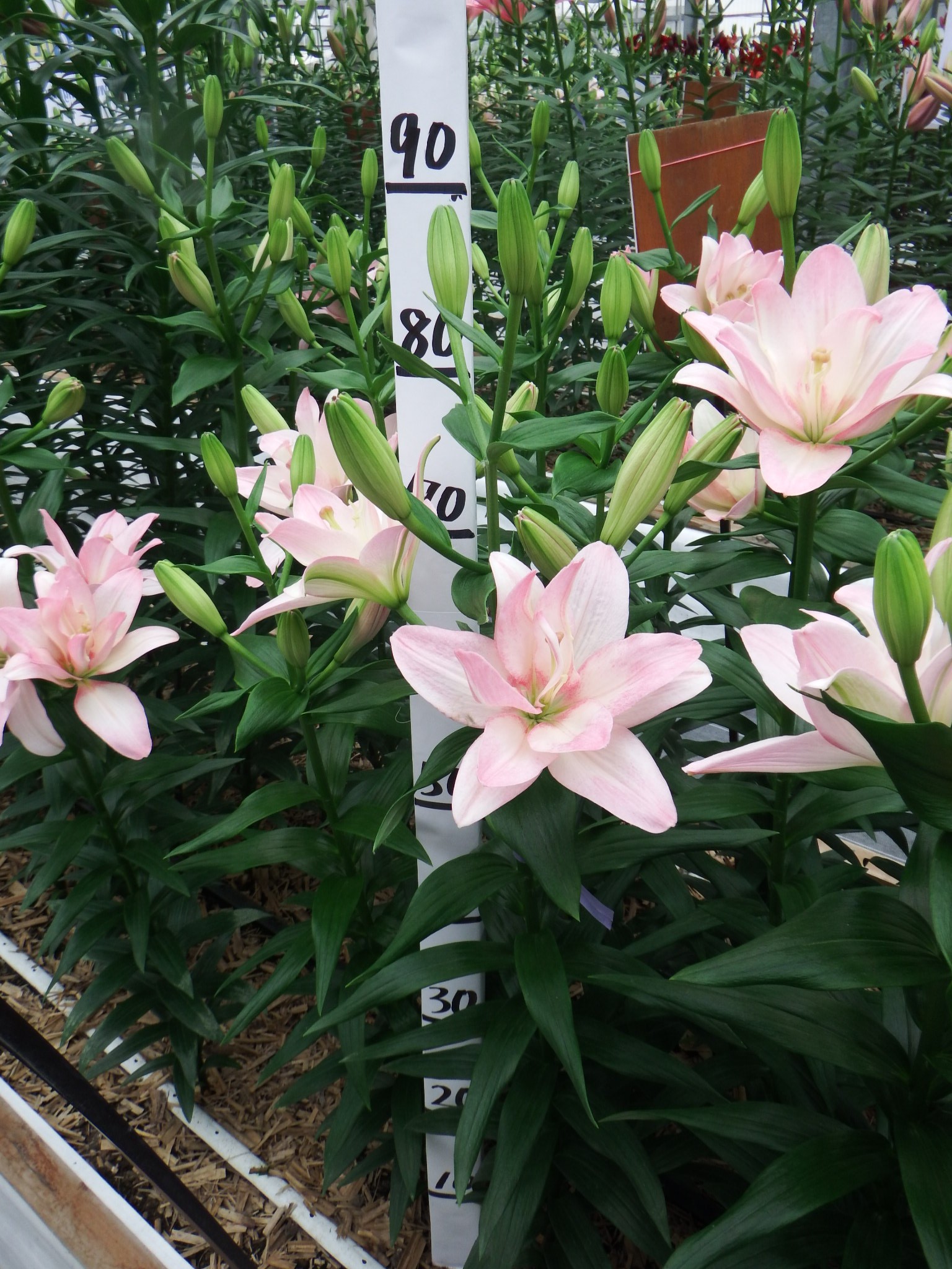ベントレー(花粉無し)