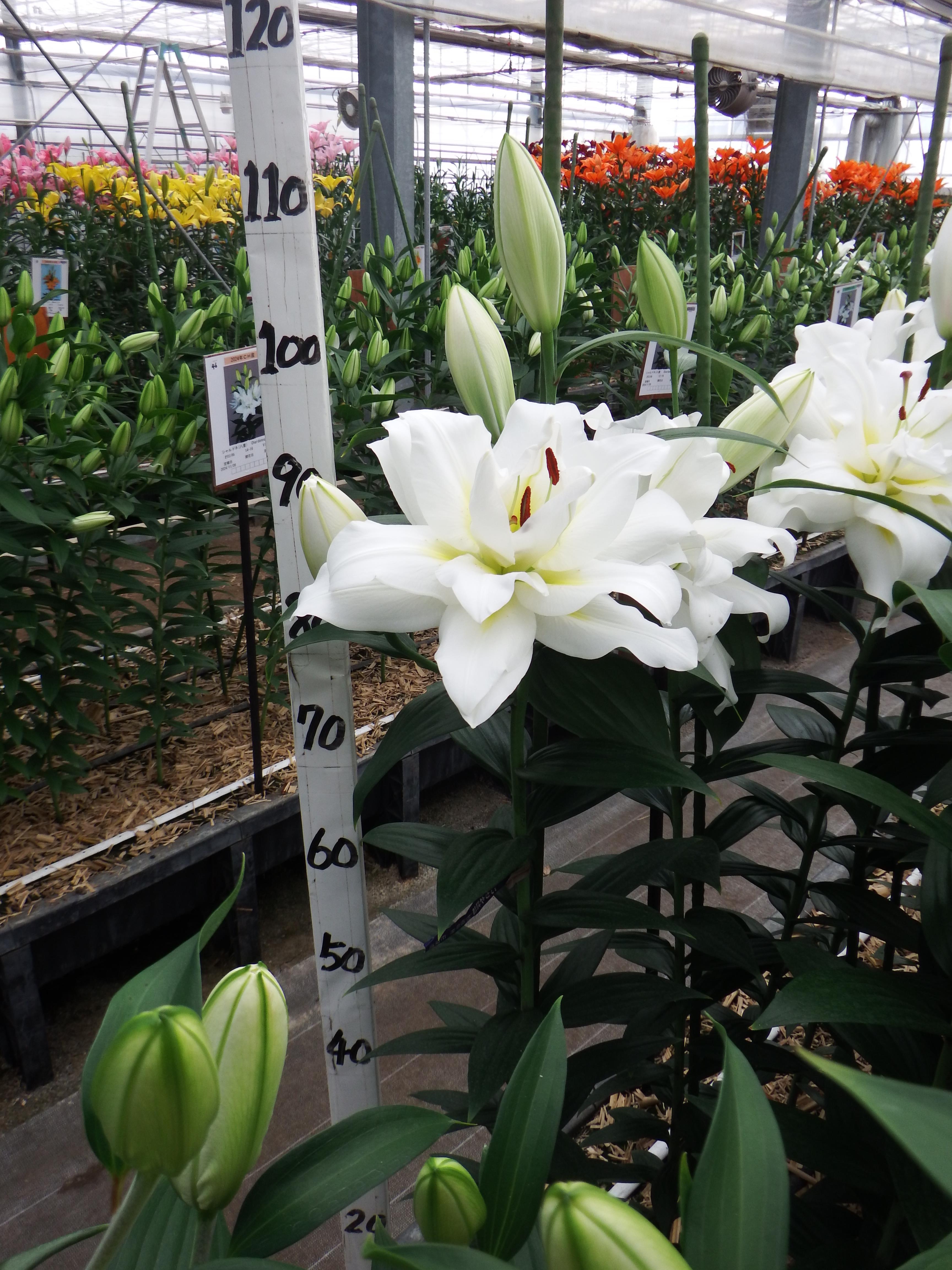 ブリザード(八重)