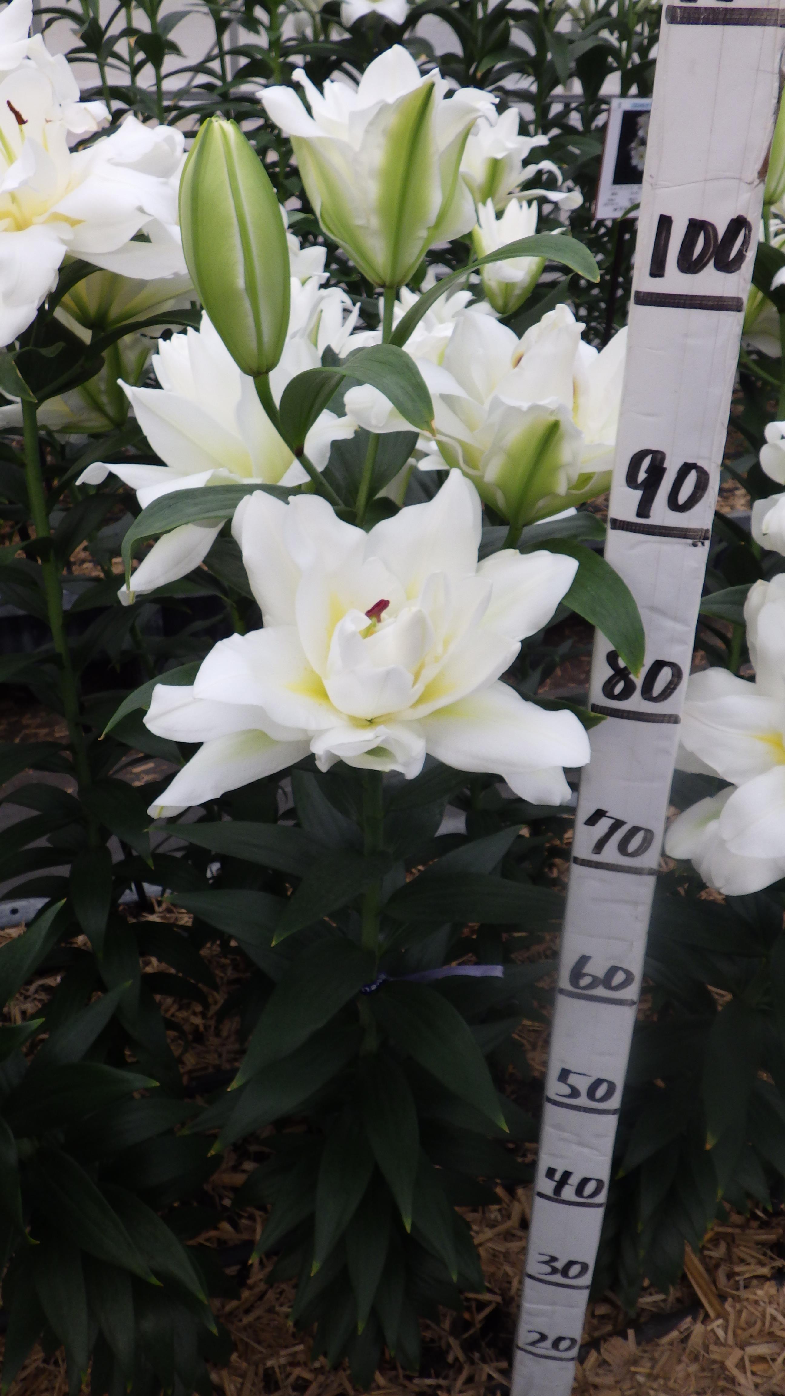 ブリザード(八重)