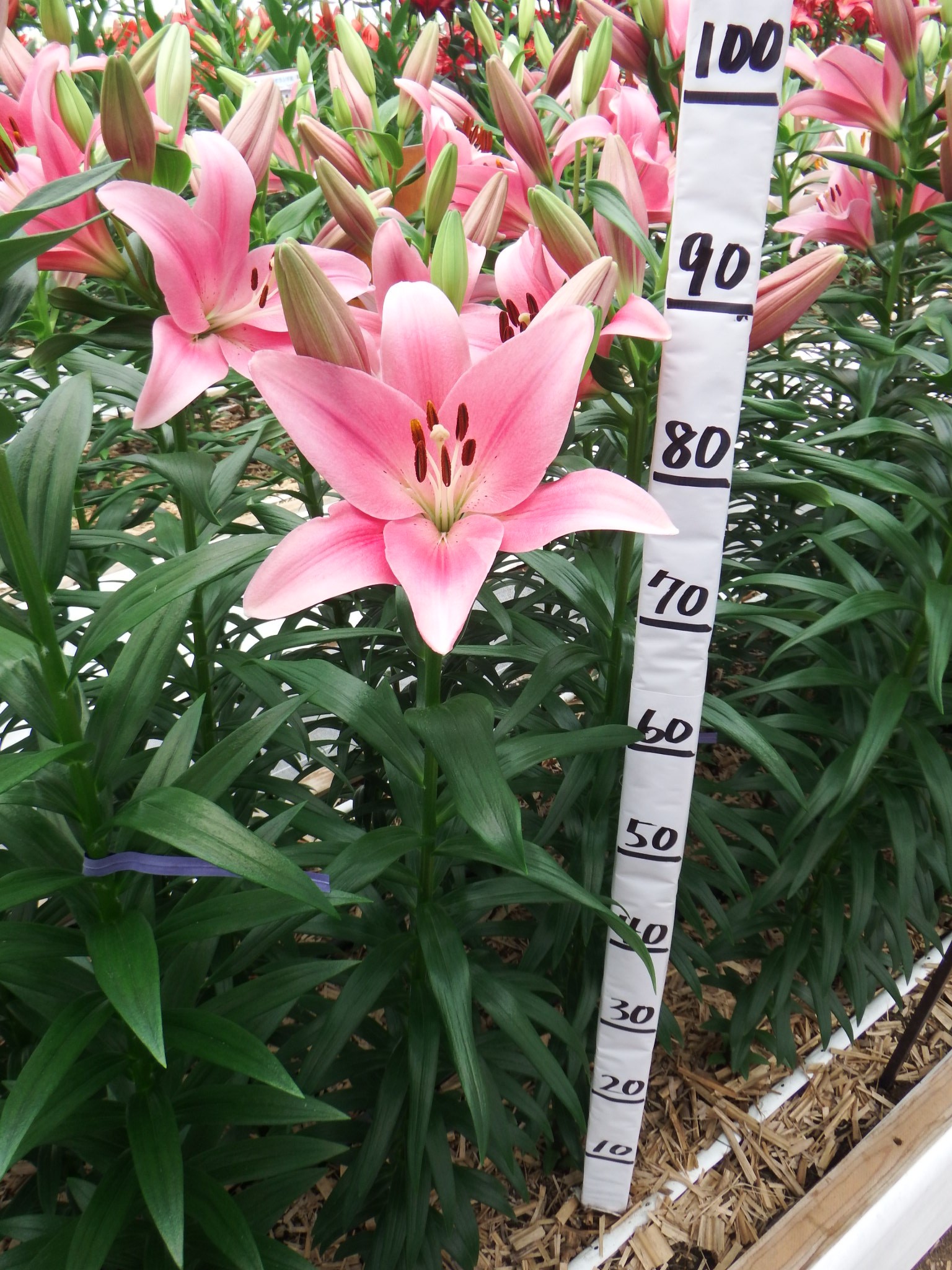 ボードウォーク