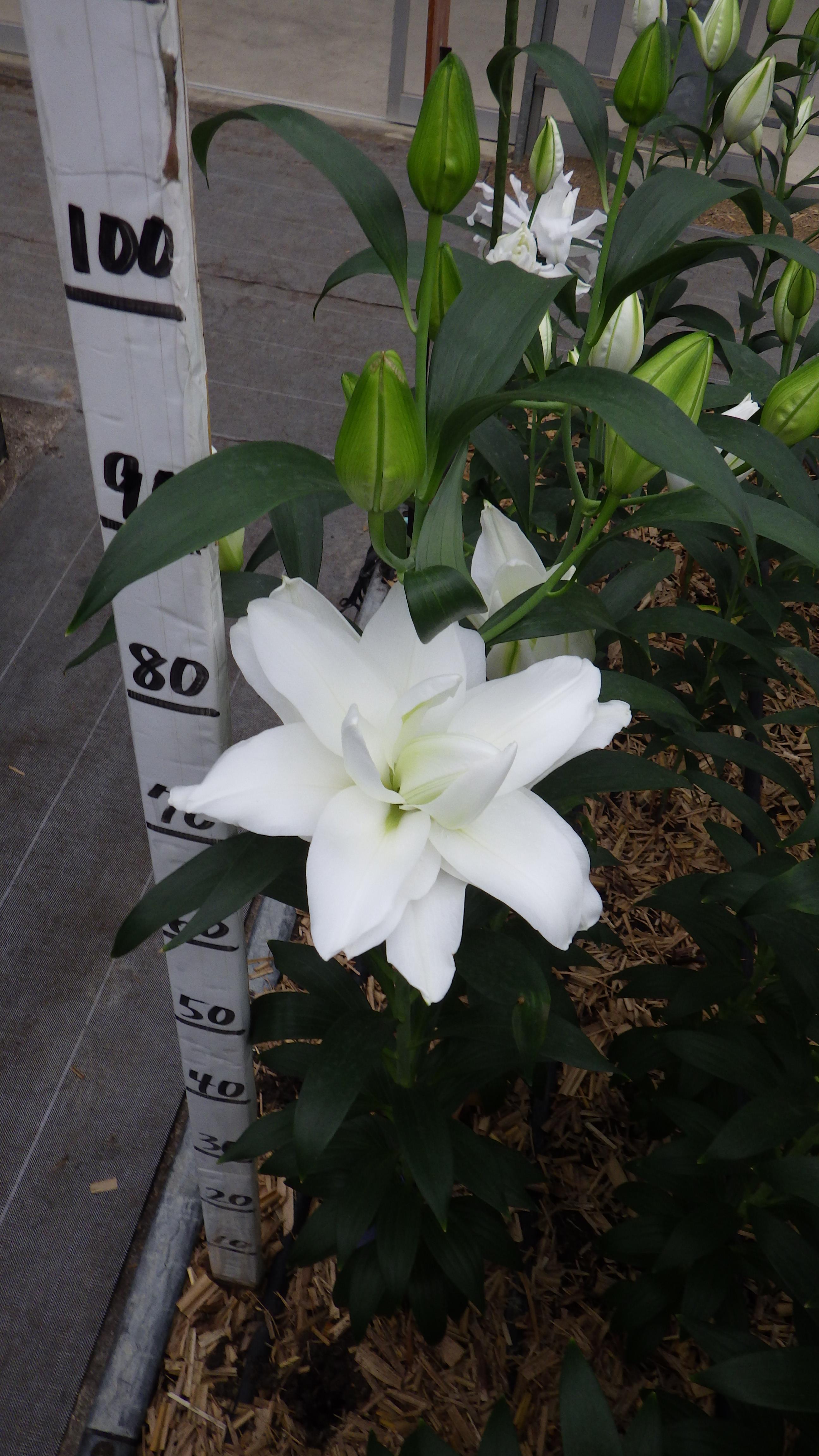 ボナセーラ（八重）