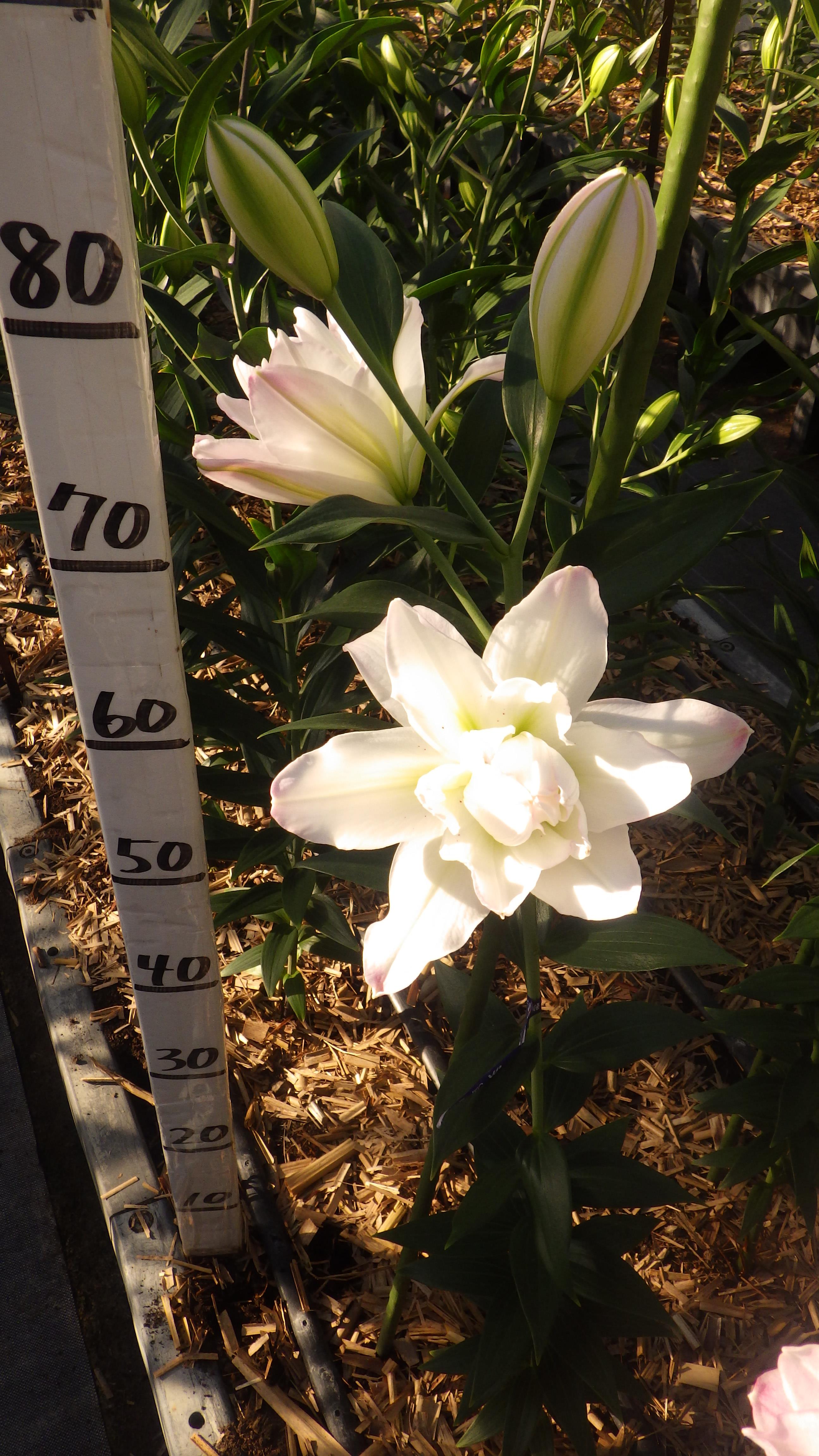 カノーバ(八重）