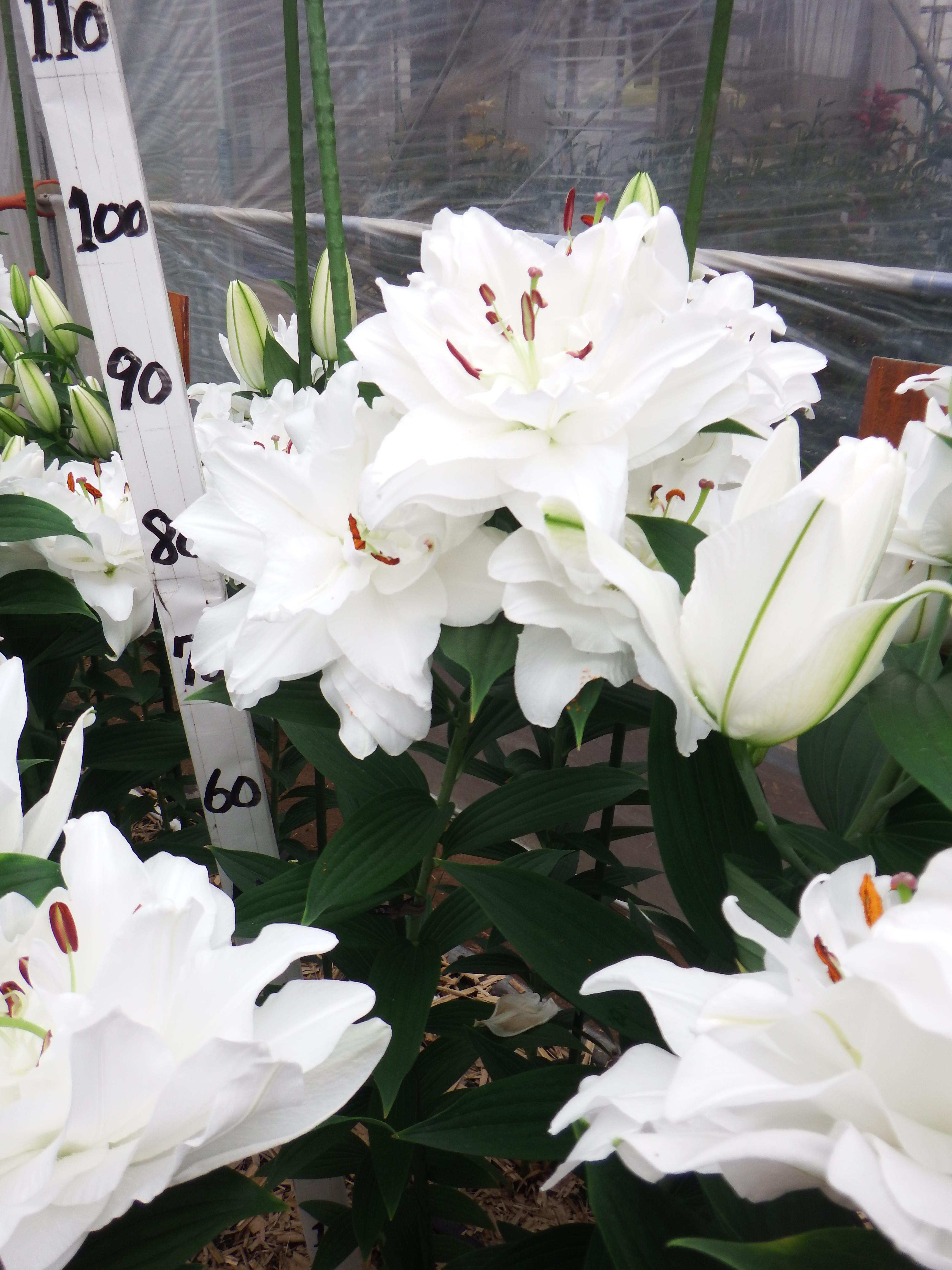 シャルドネ(八重)