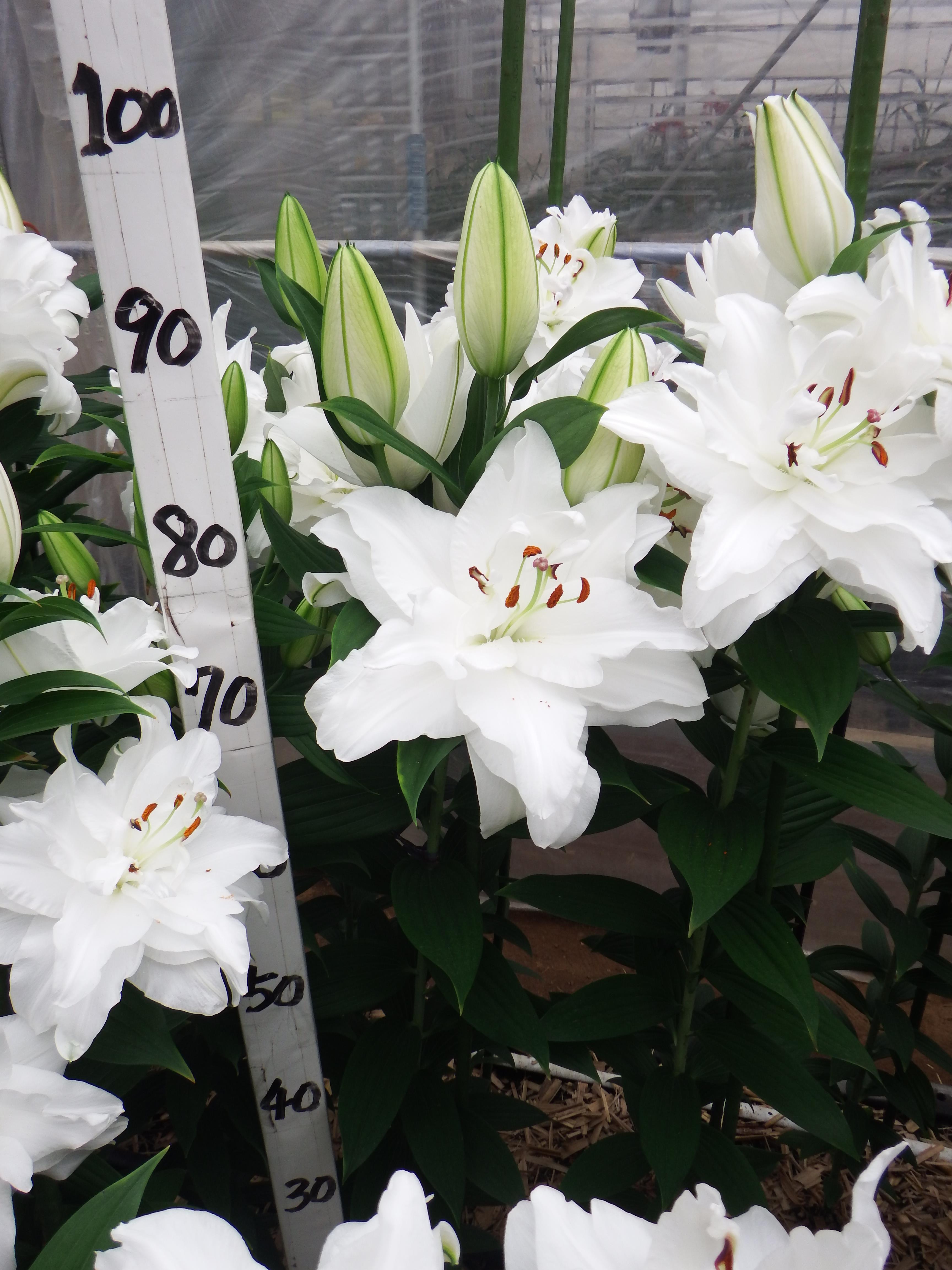 シャルドネ(八重)