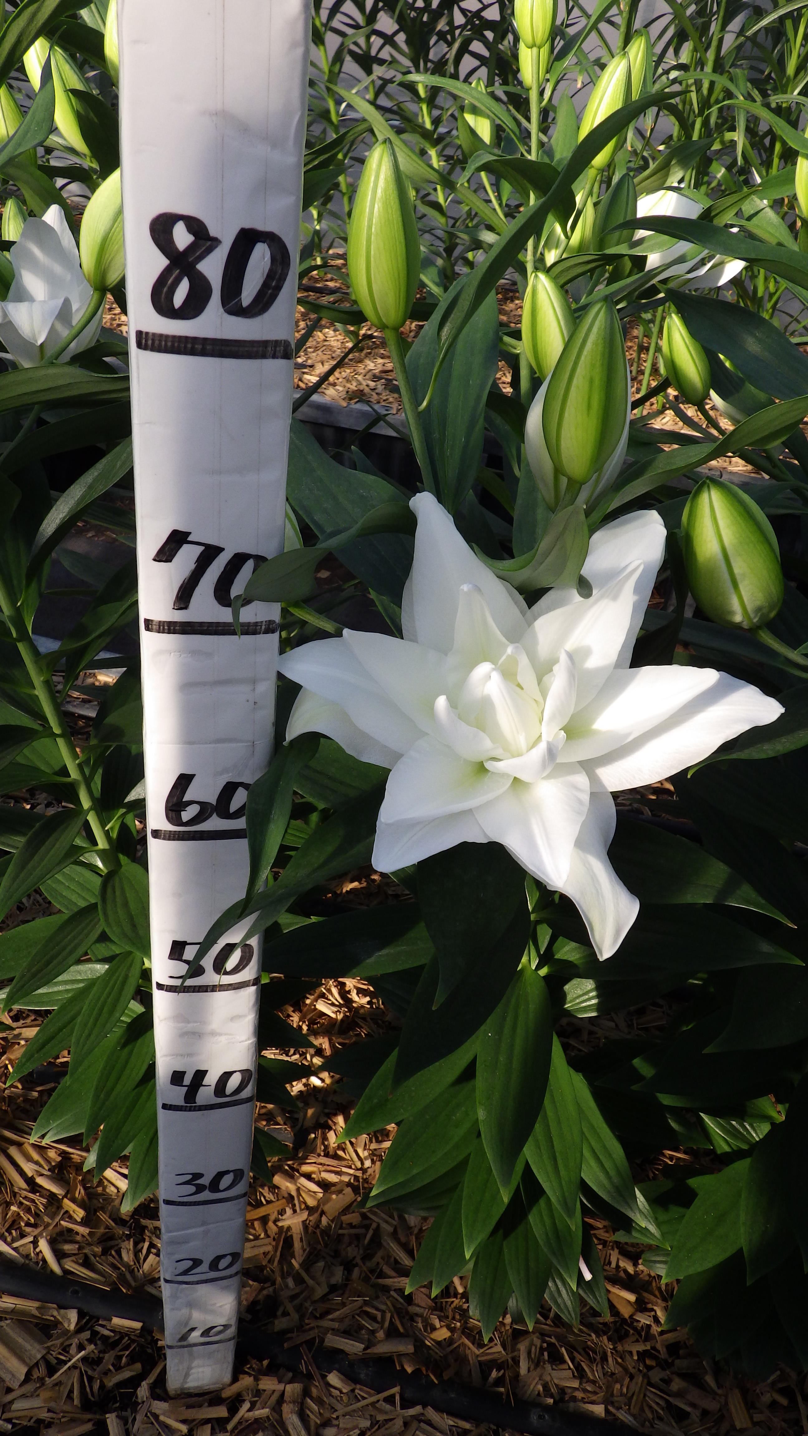 シャルドネ(八重)