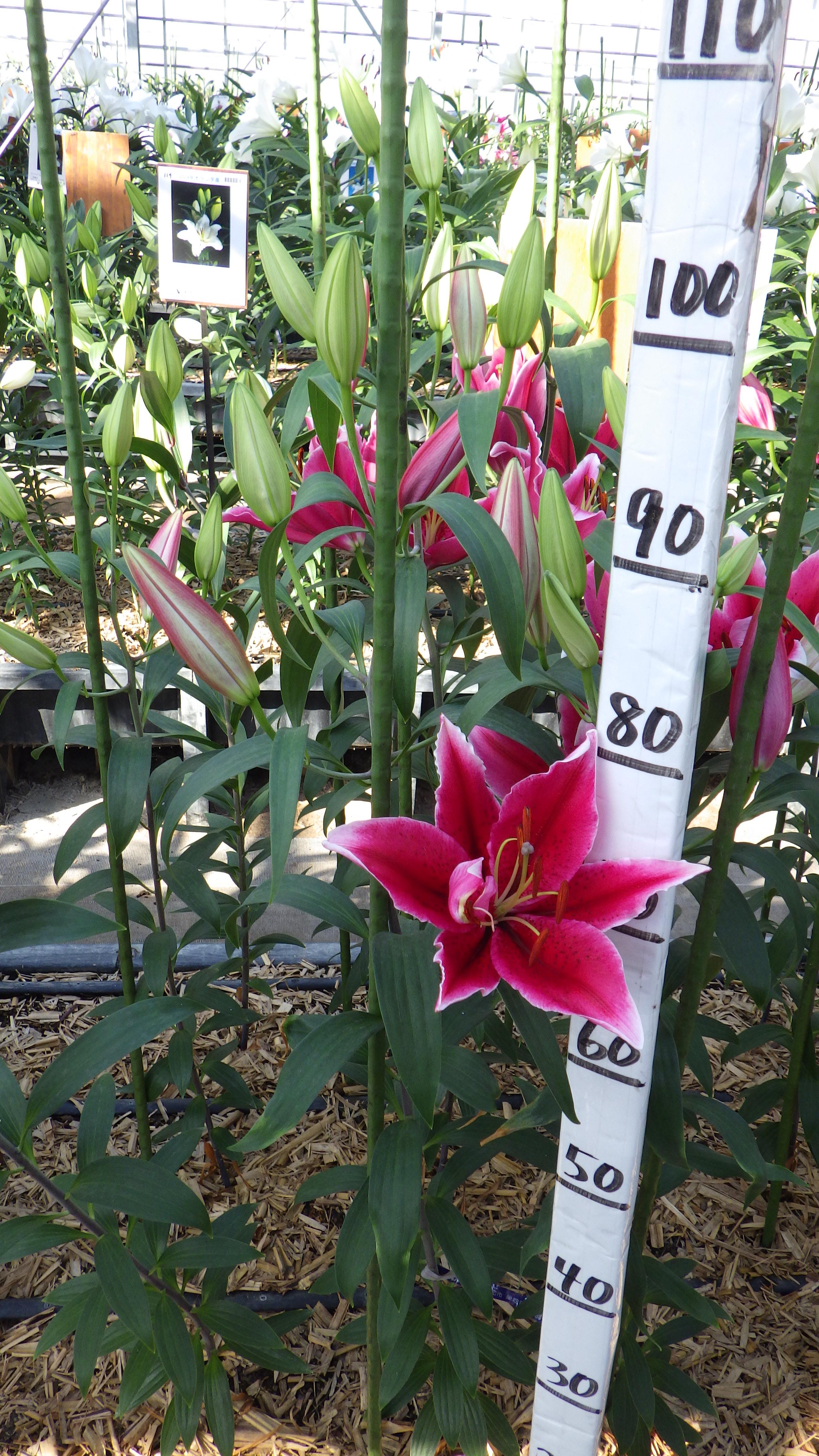 チャートウェル