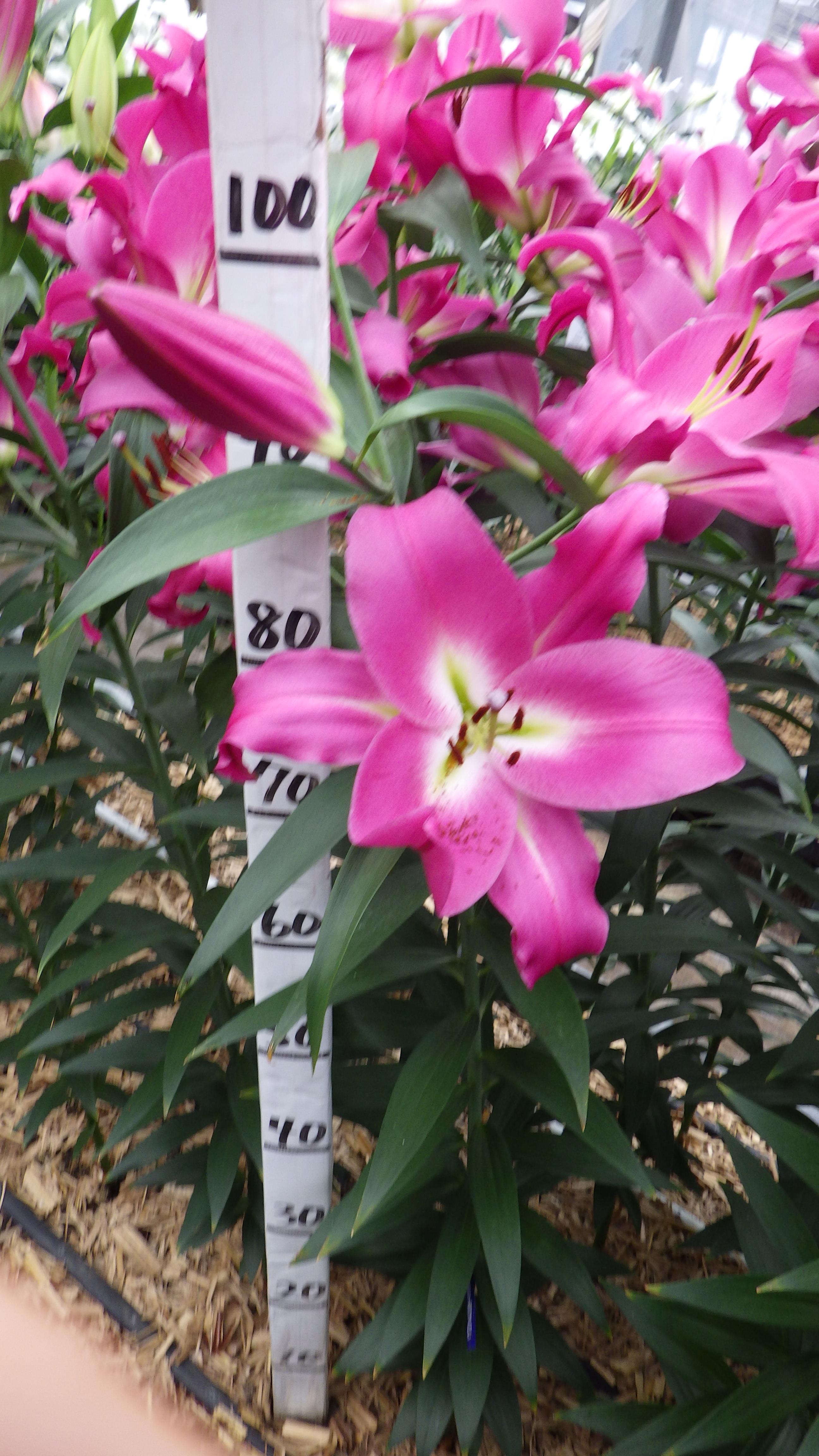 コンペティション