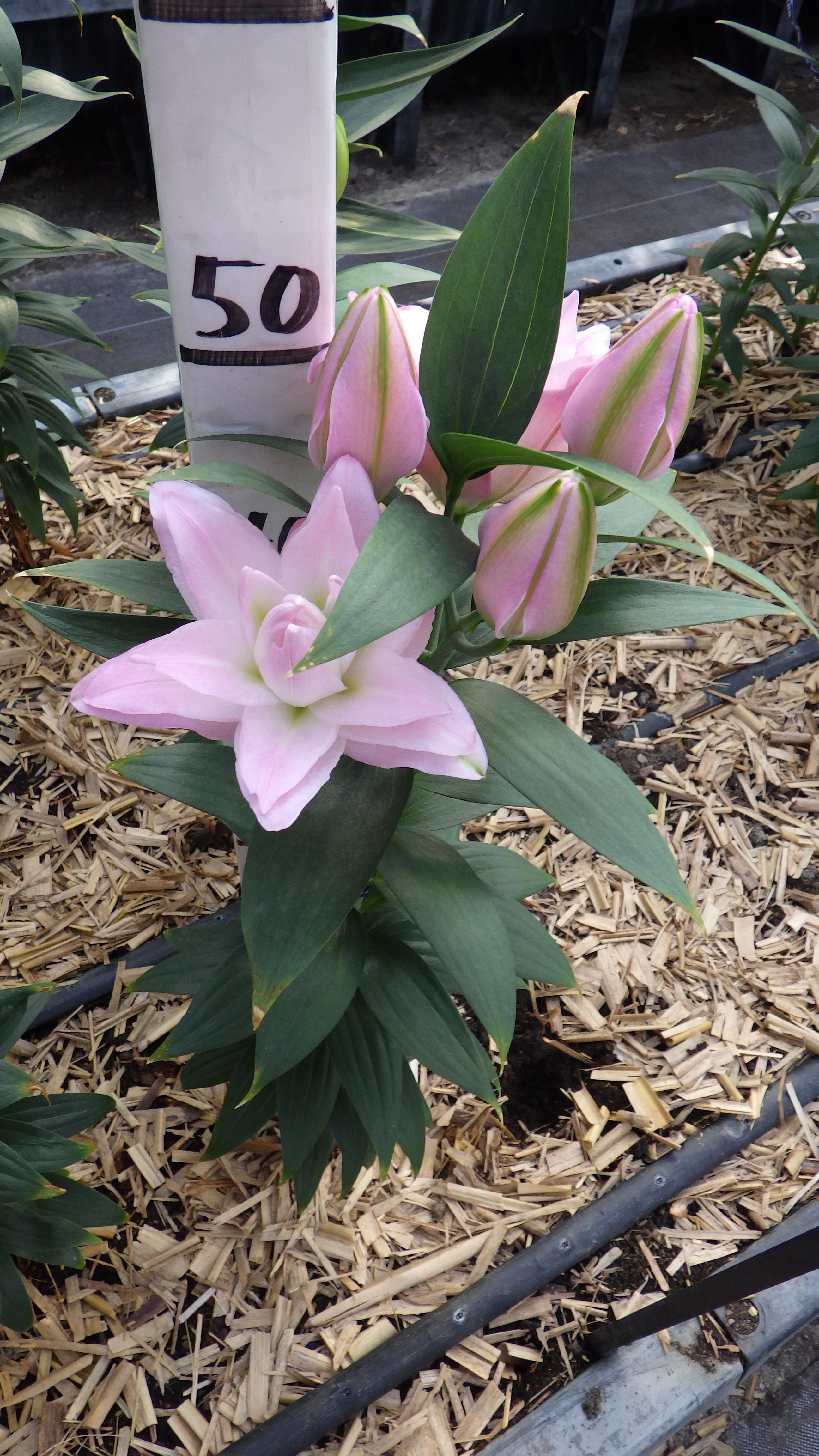 コナマラ(八重)