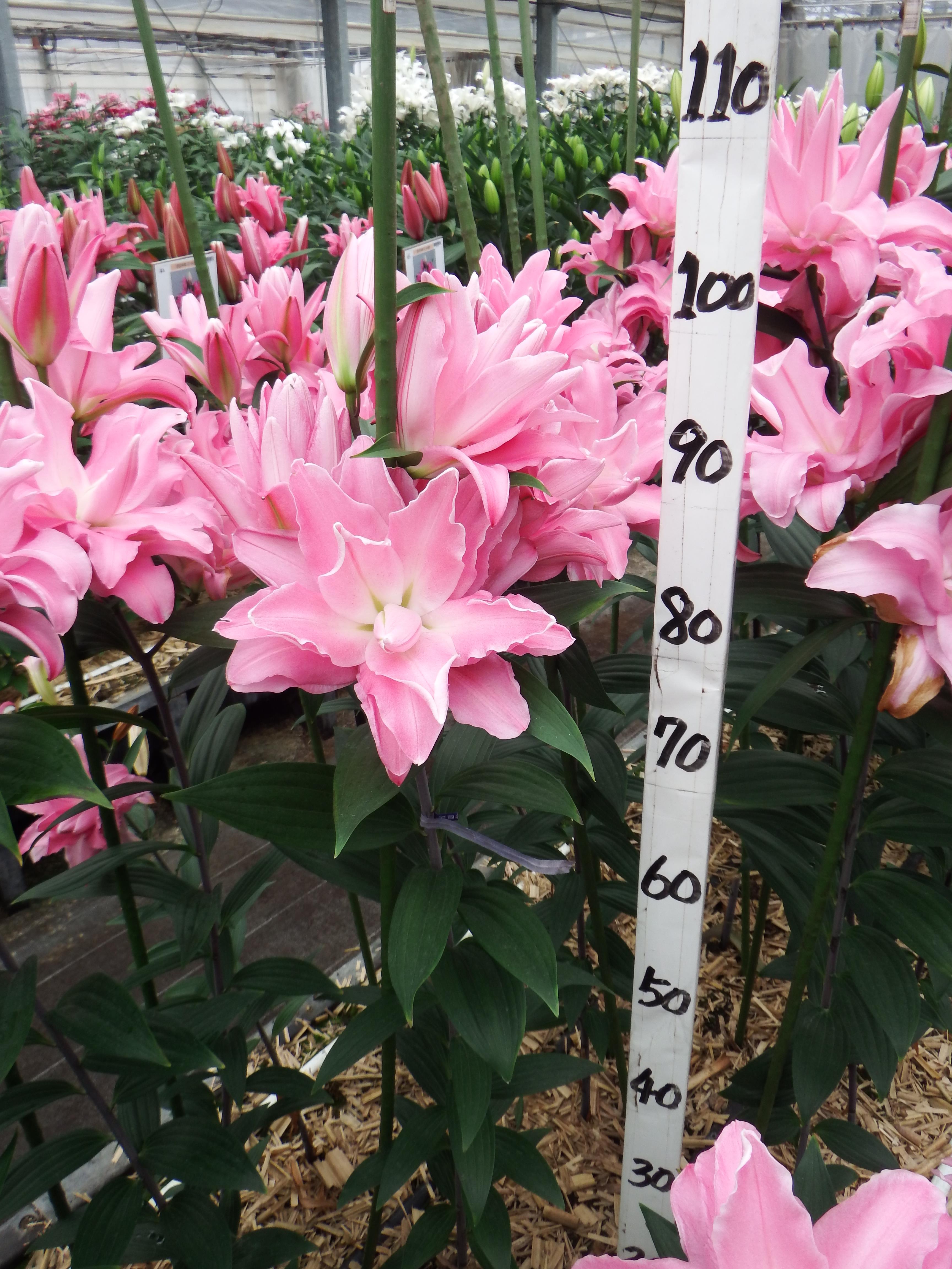 コンコルド(八重)