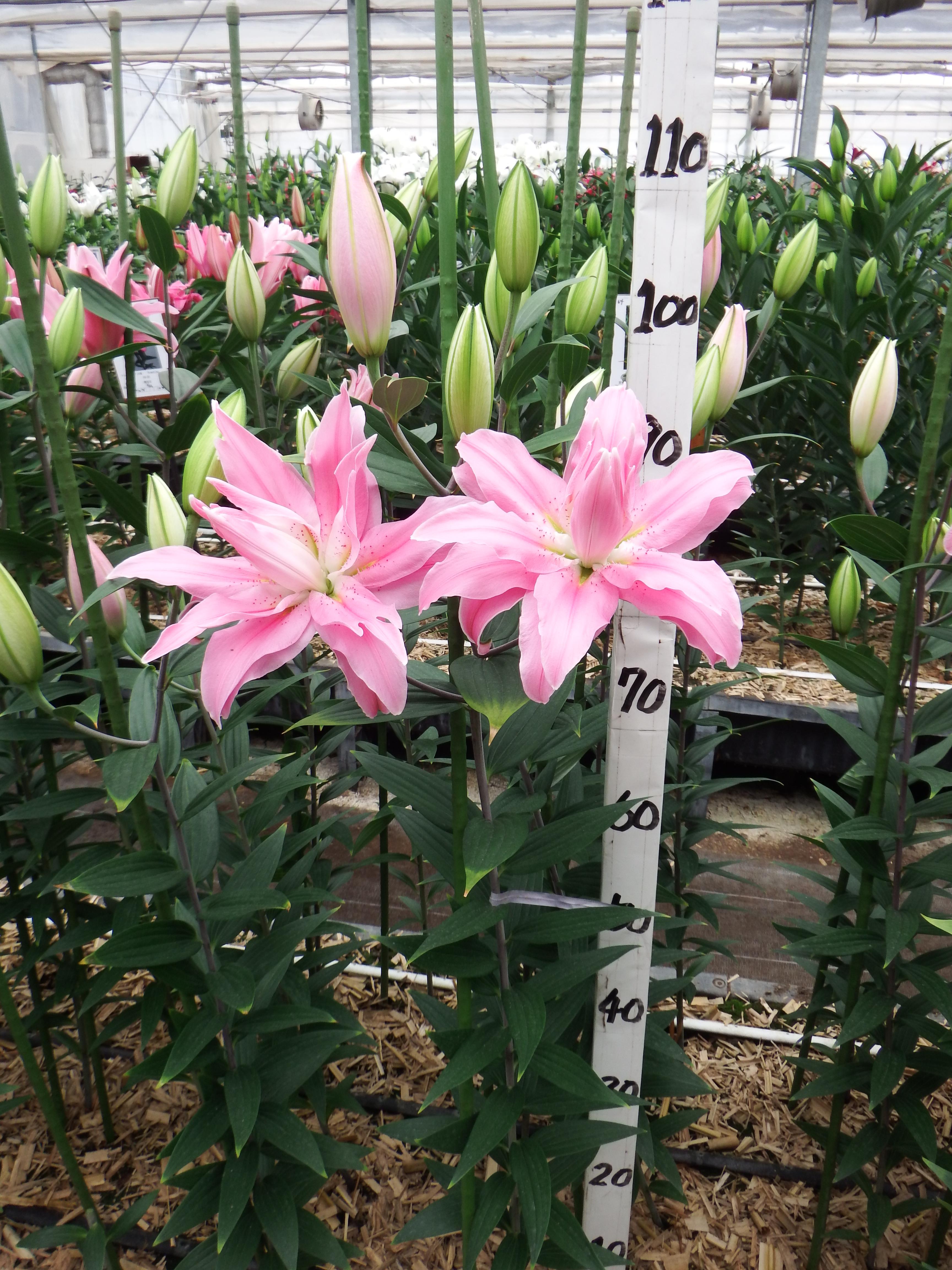 キュリオシティー(八重)