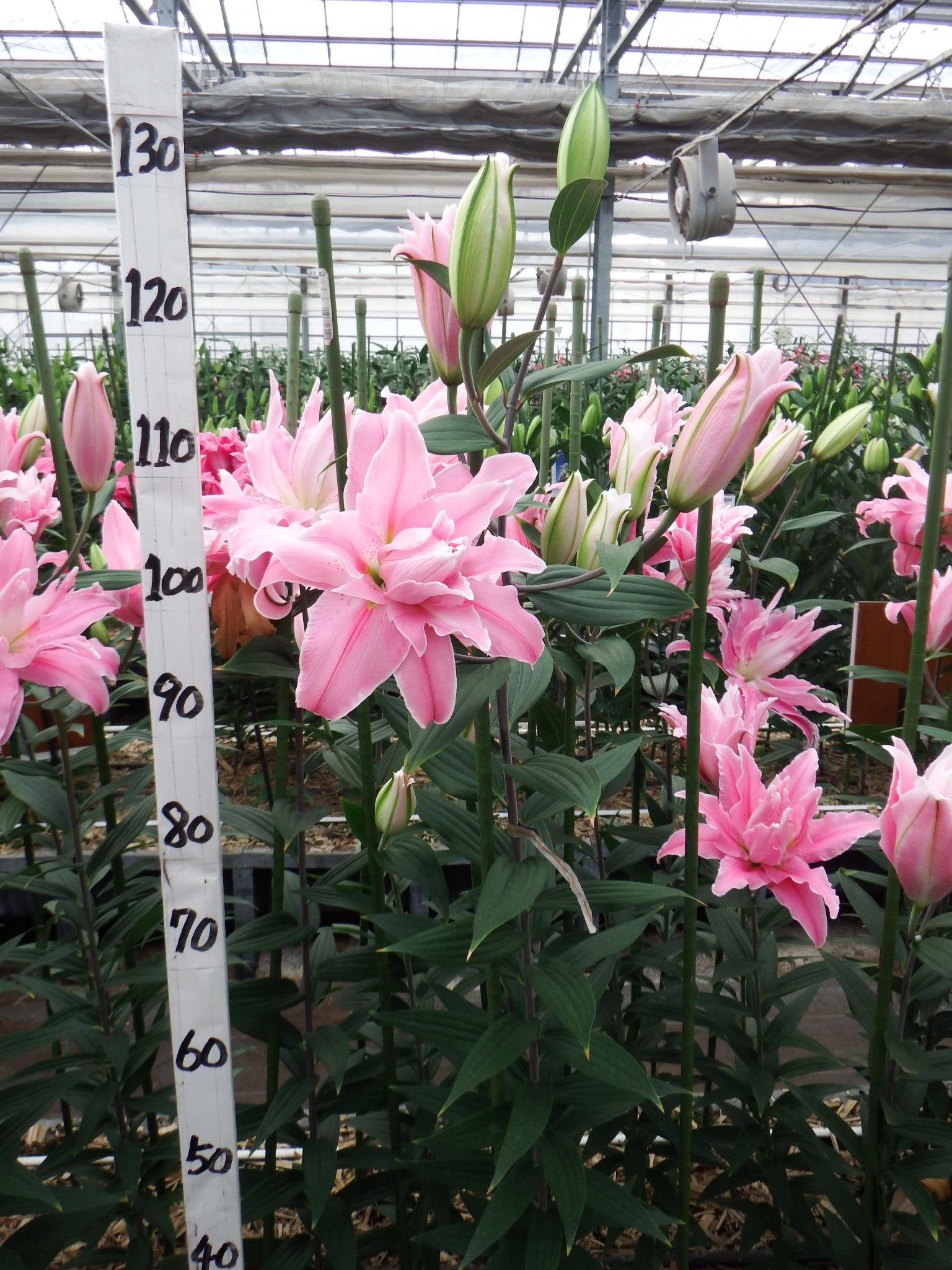 キュリオシティー(八重)