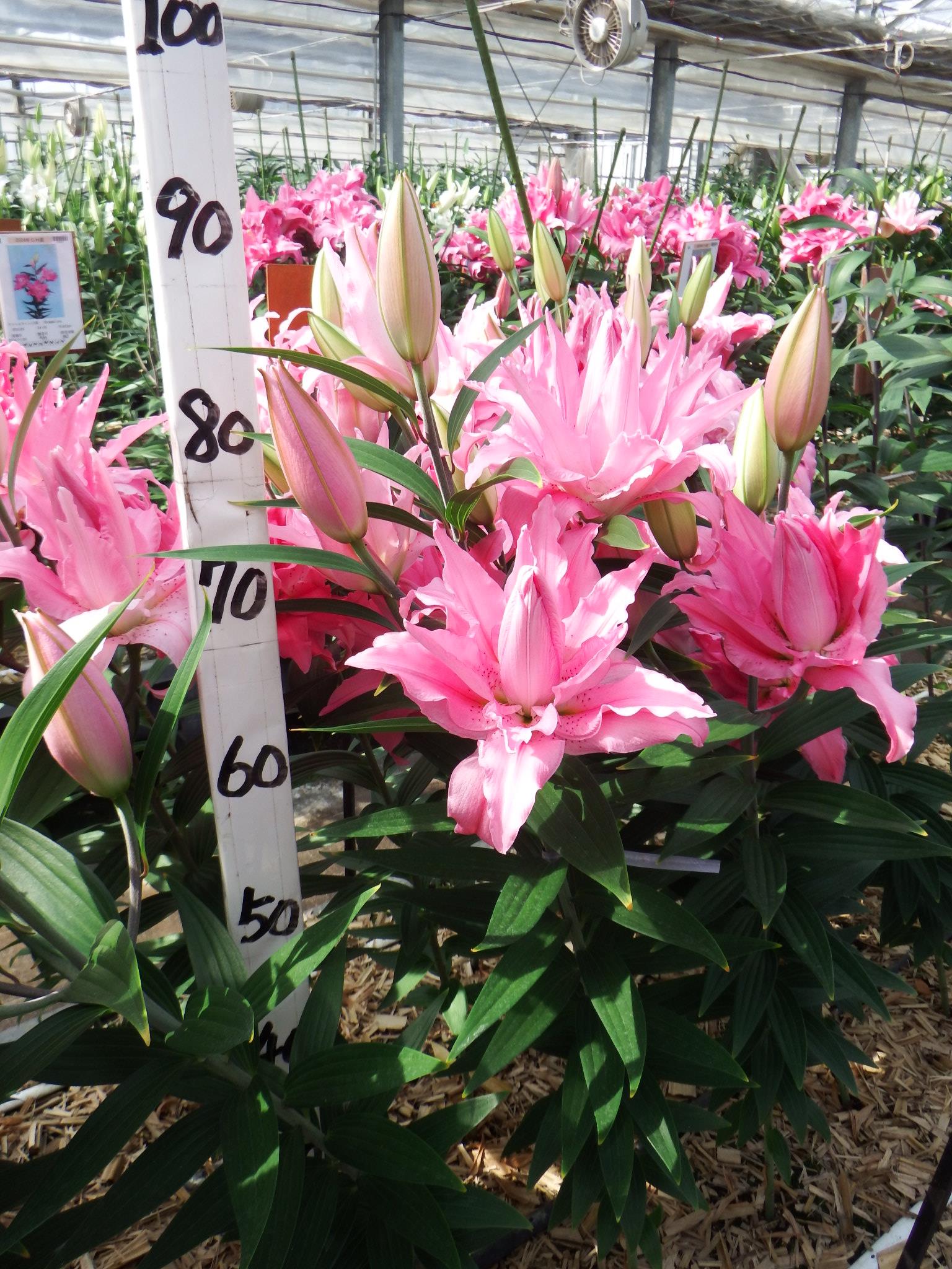 ダイアンサ(八重)