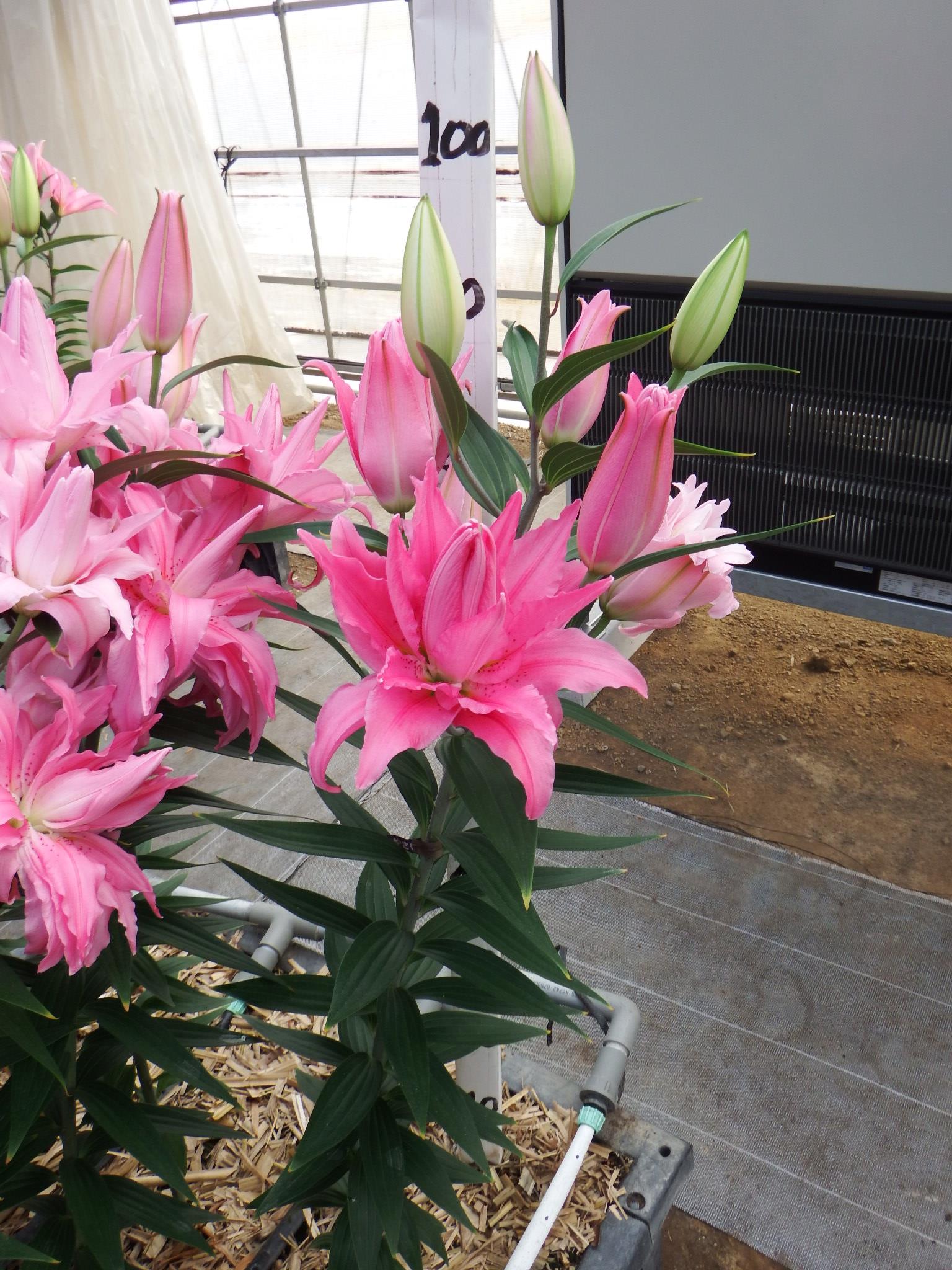 ダイアンサ(八重)