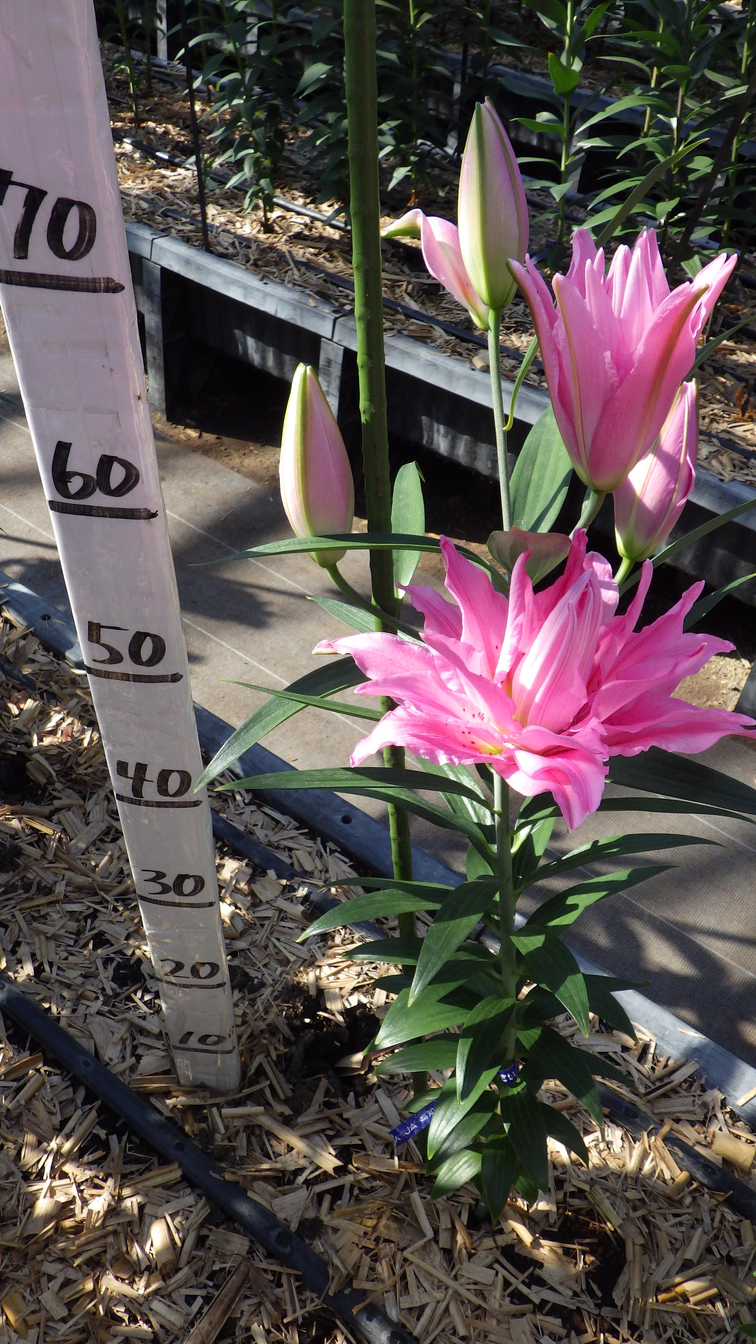 ダイアンサ(八重)