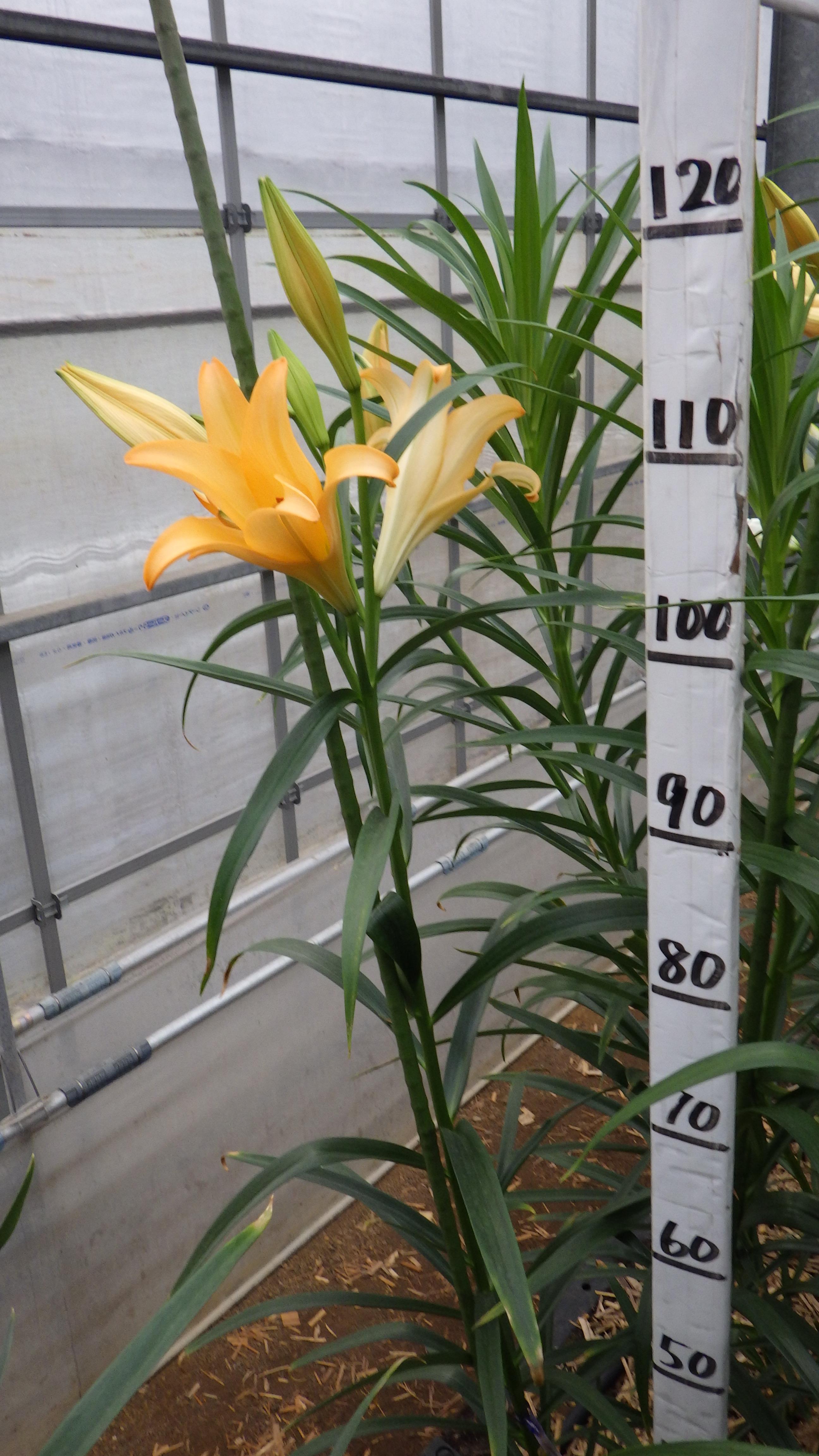 ディファレンス