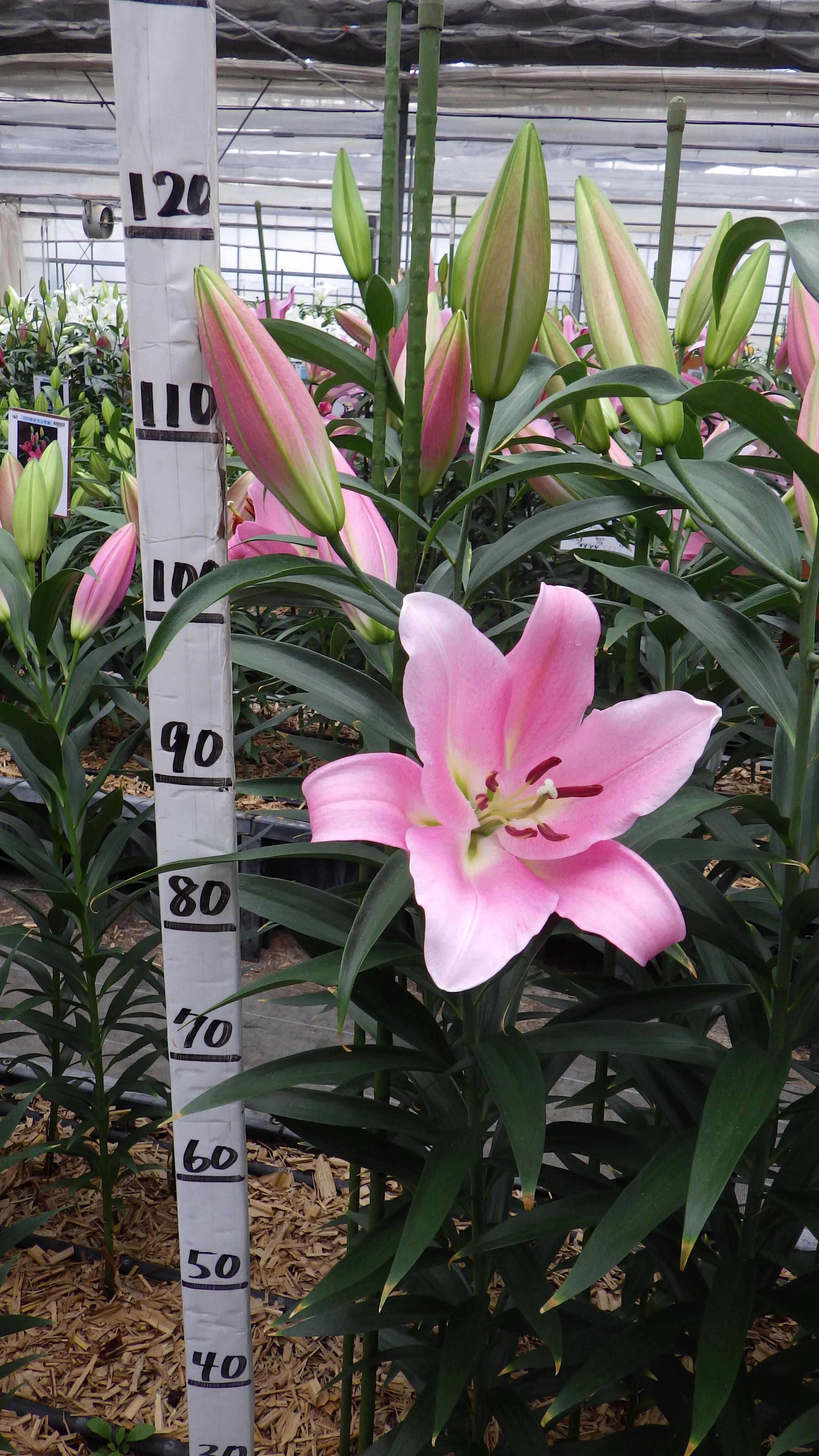 ドリームガール