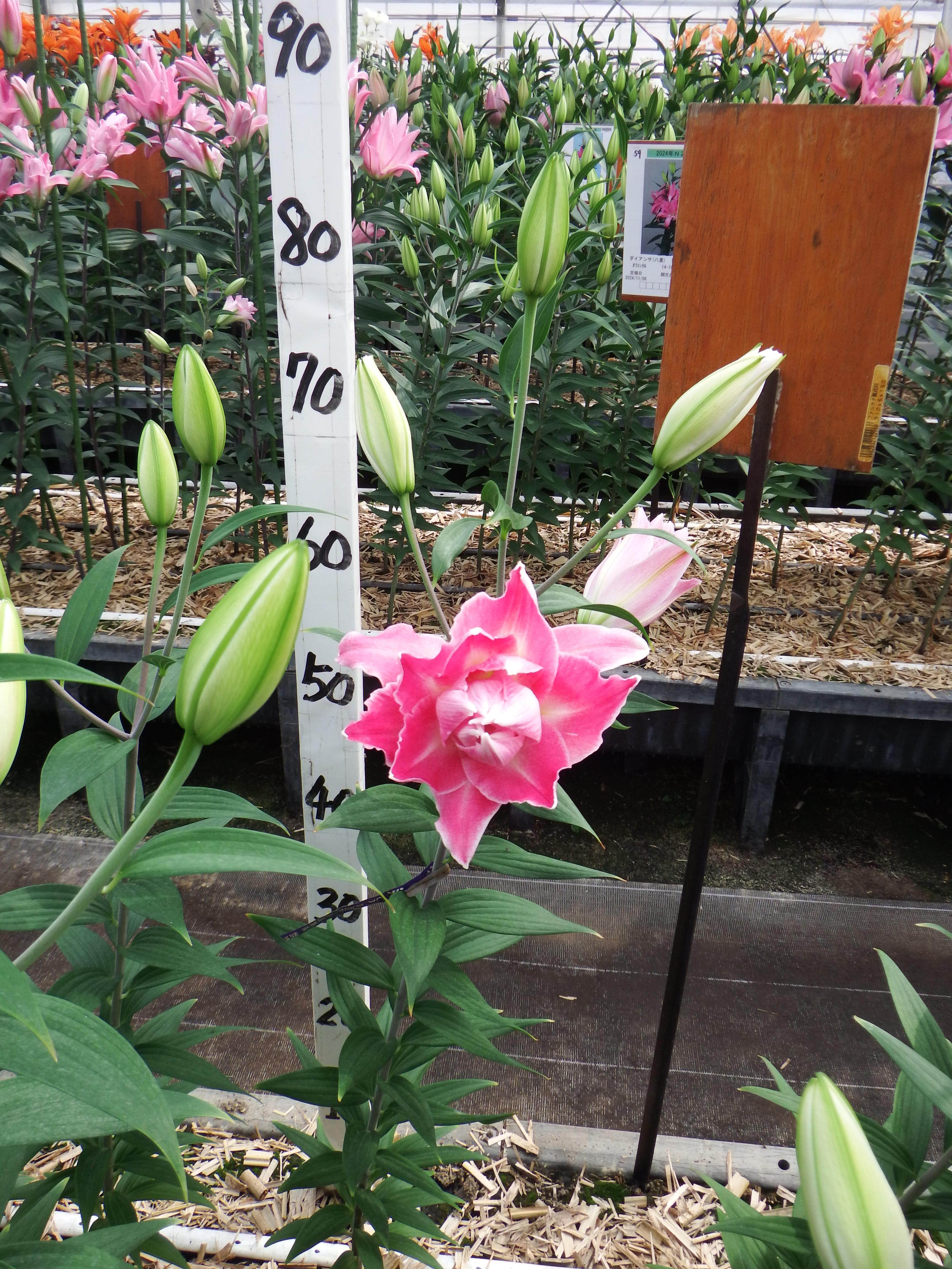 ドリームライン(八重)