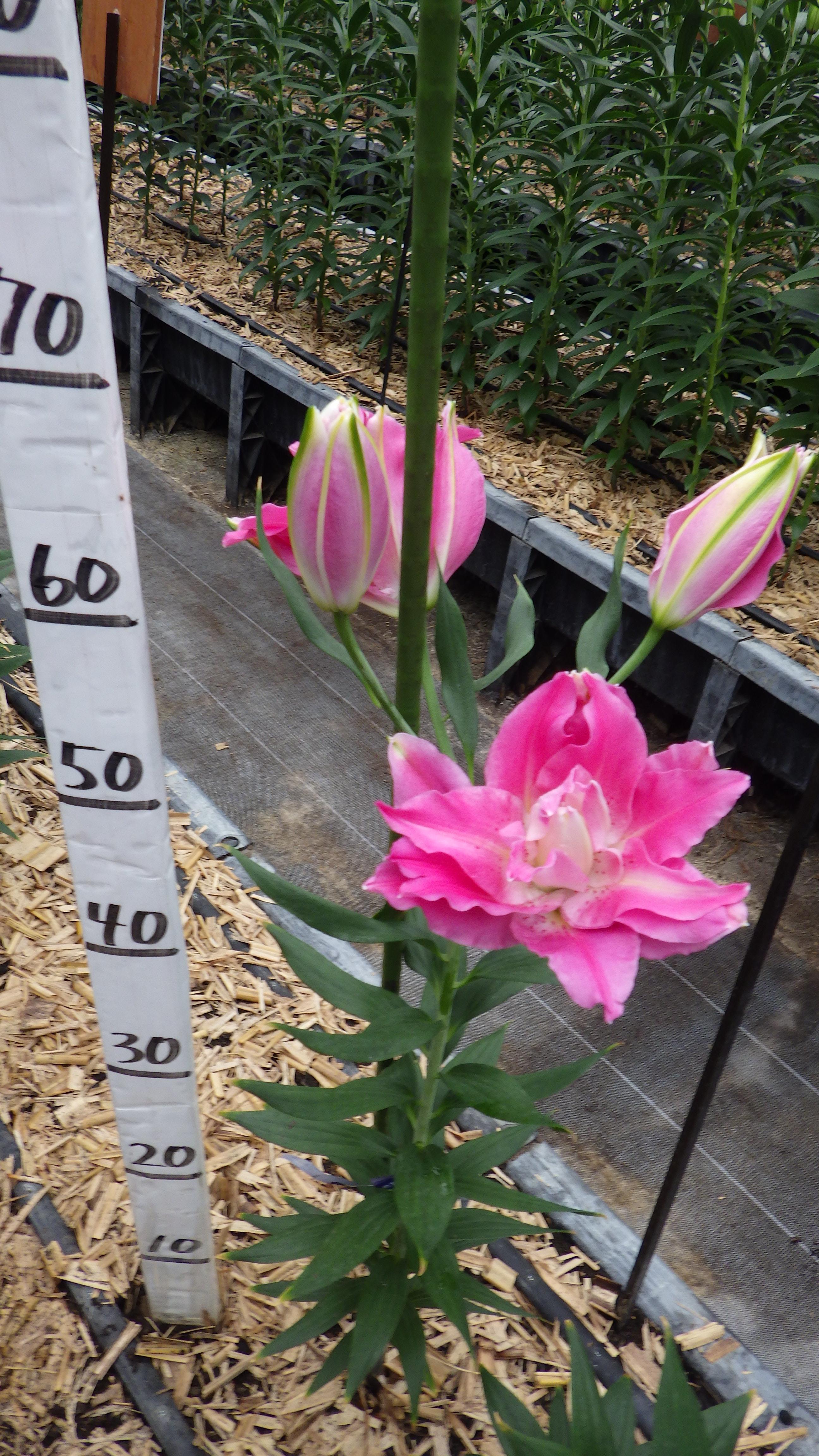 ドリームライン(八重)