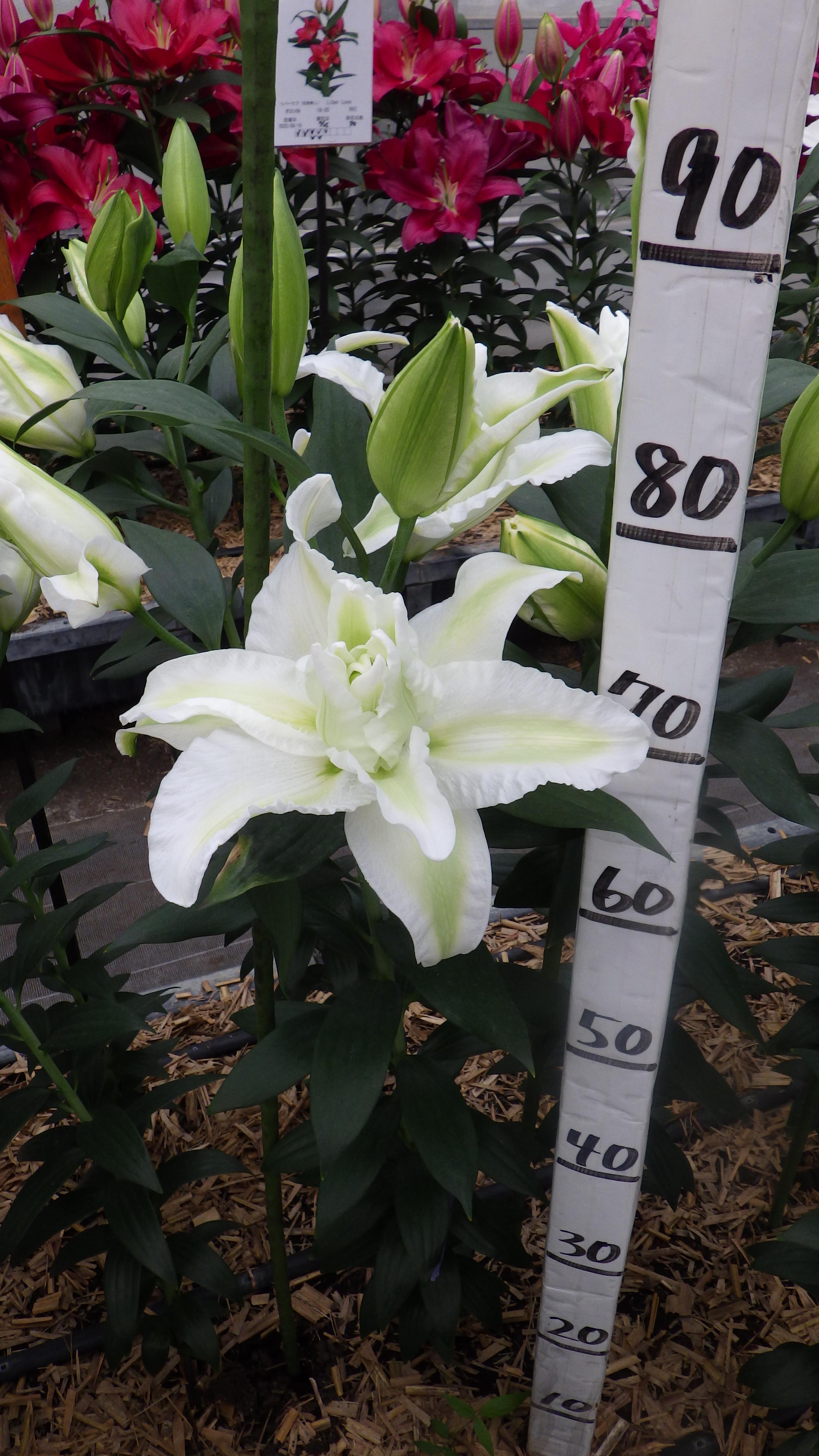 エンプレス(八重)