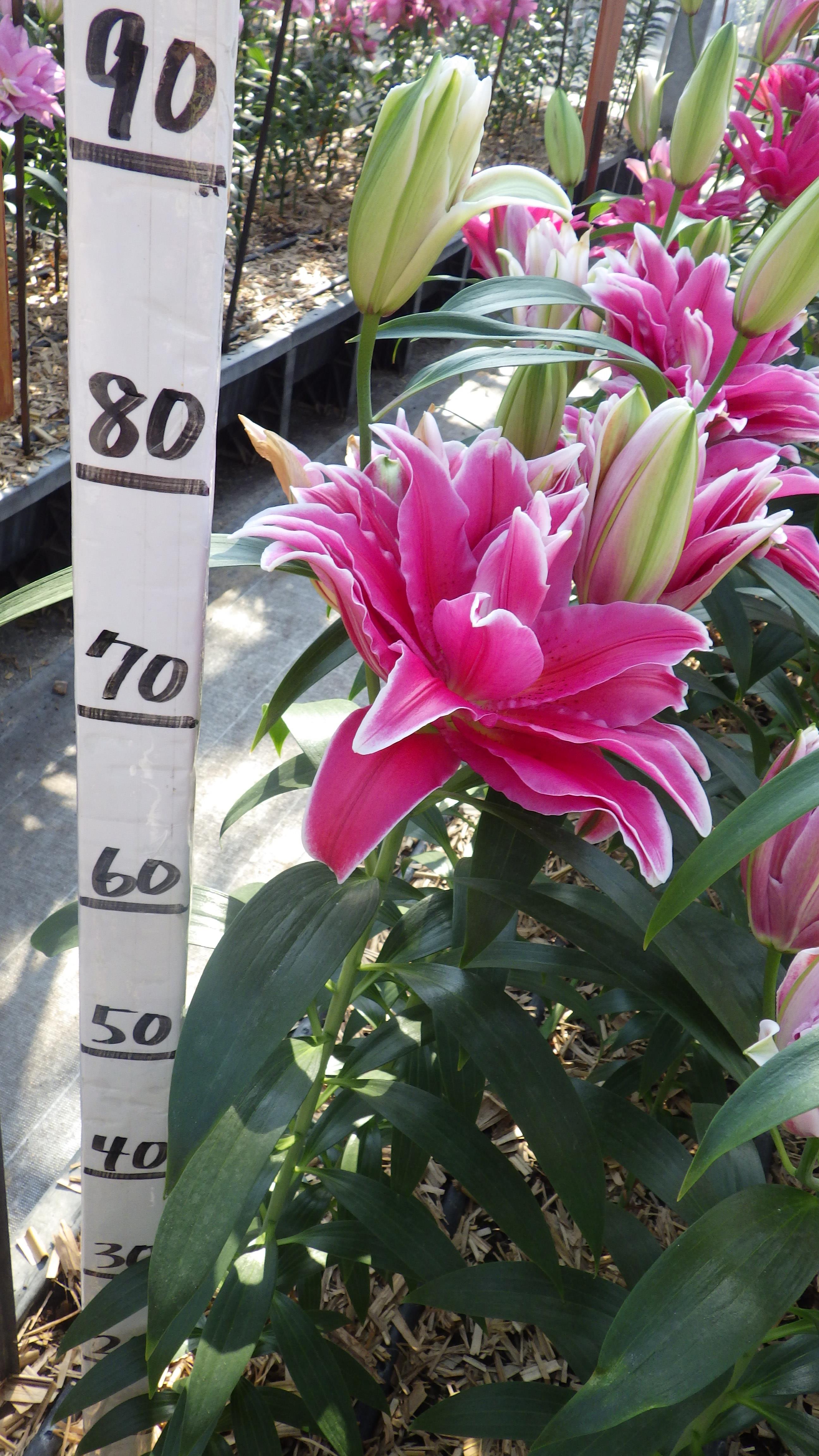 ファビエンヌ(八重)