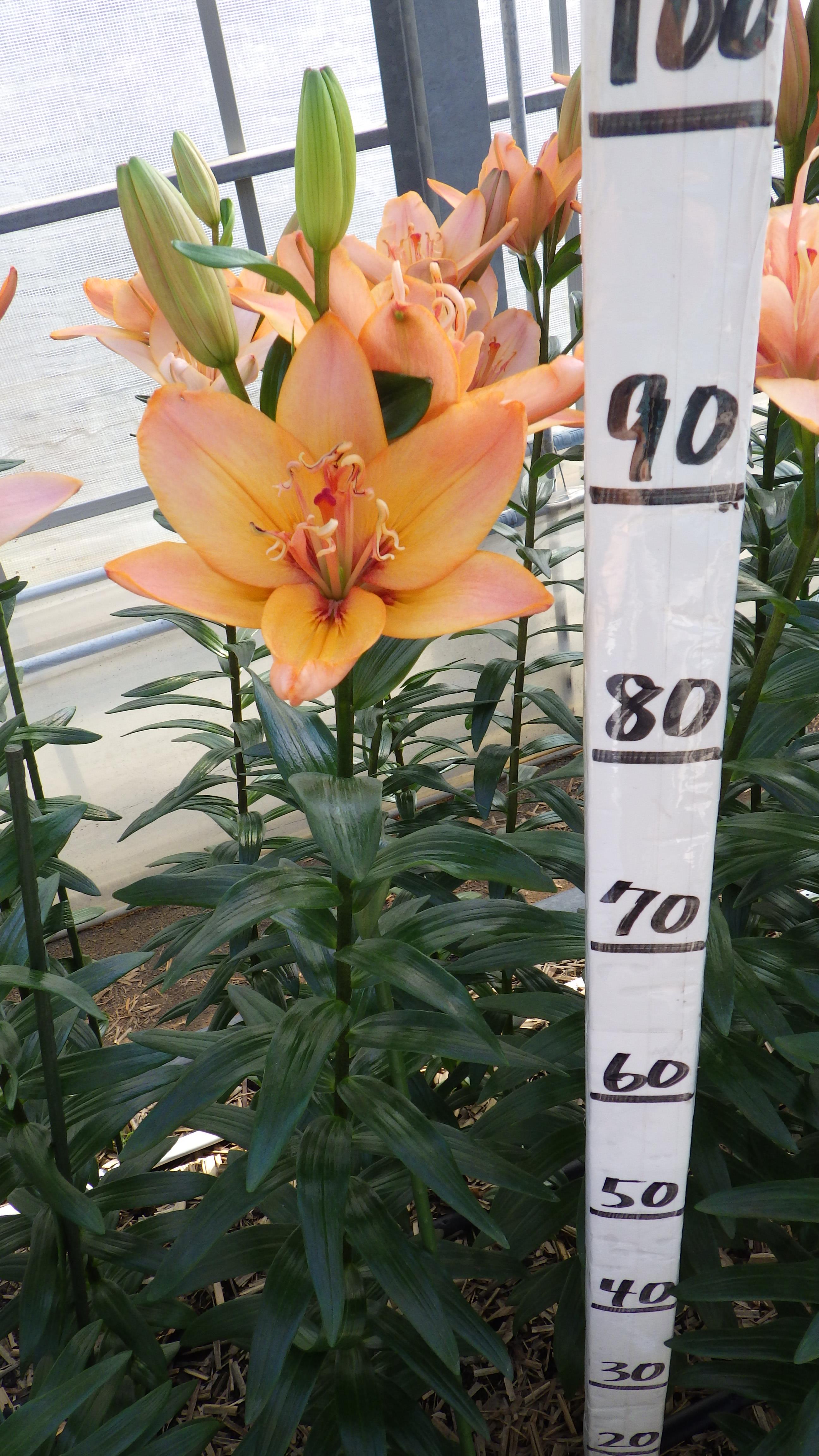 ファルマリン（花粉無し）