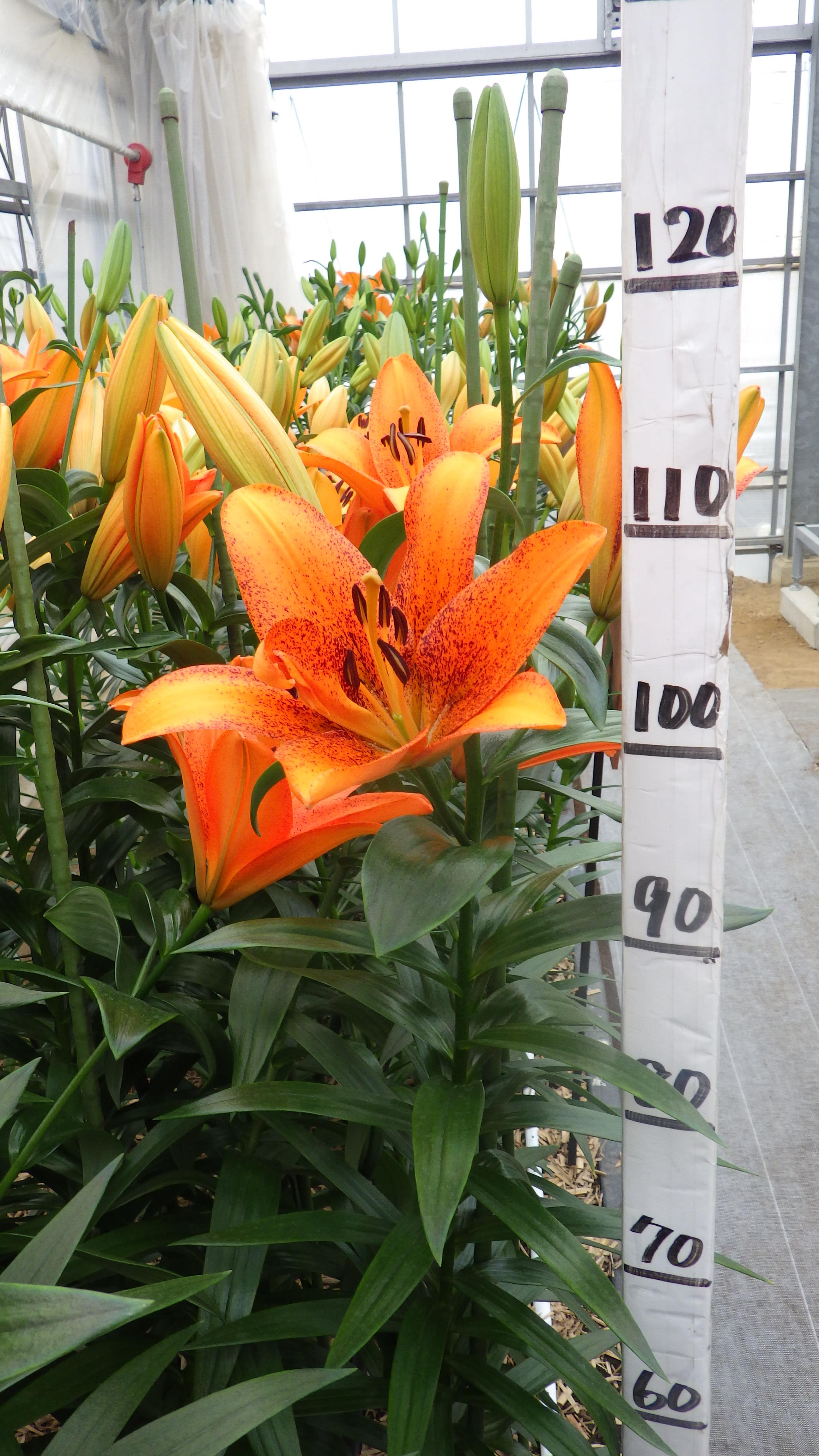 フォックスレイ