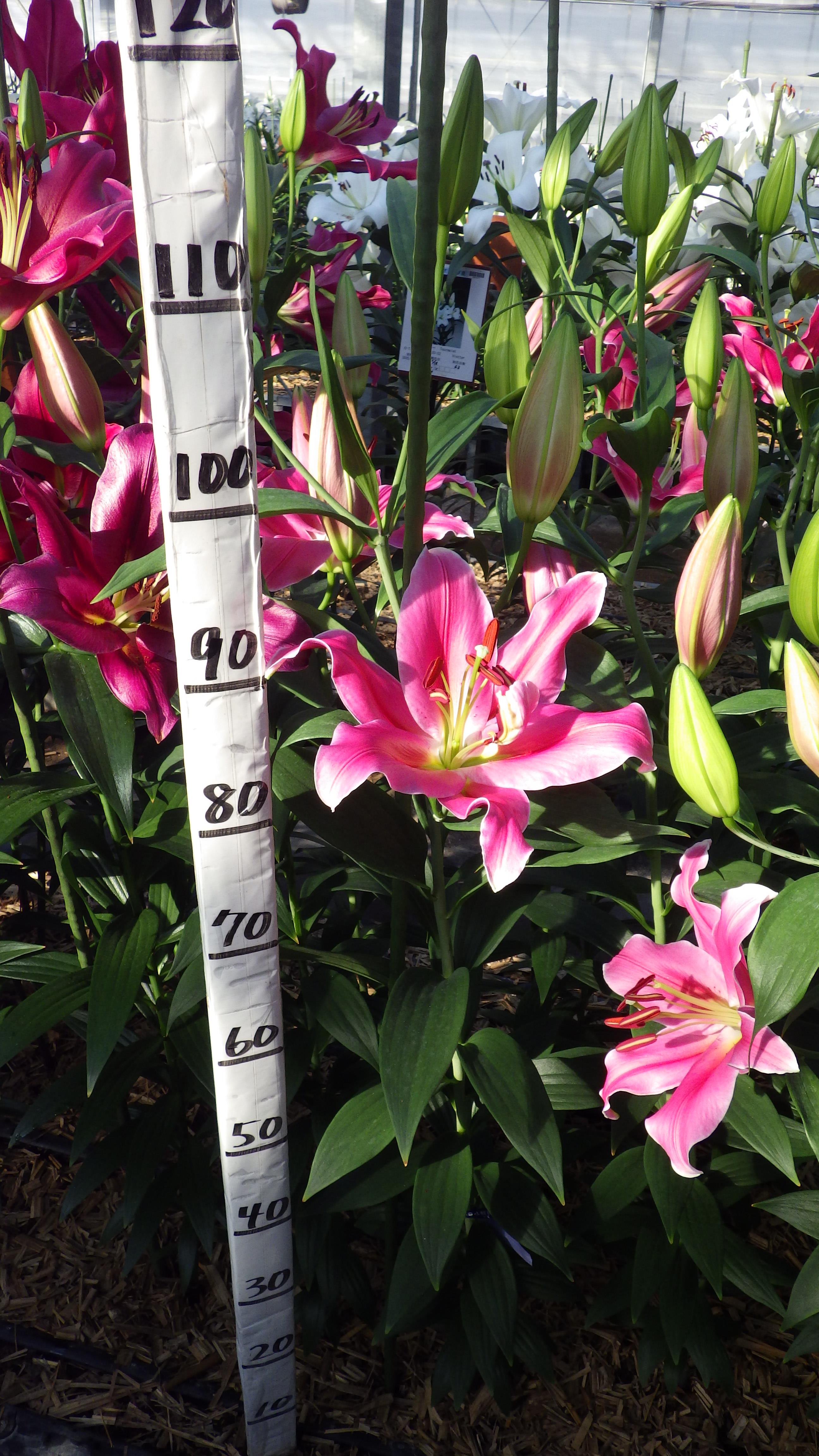 ヒートウェイブ