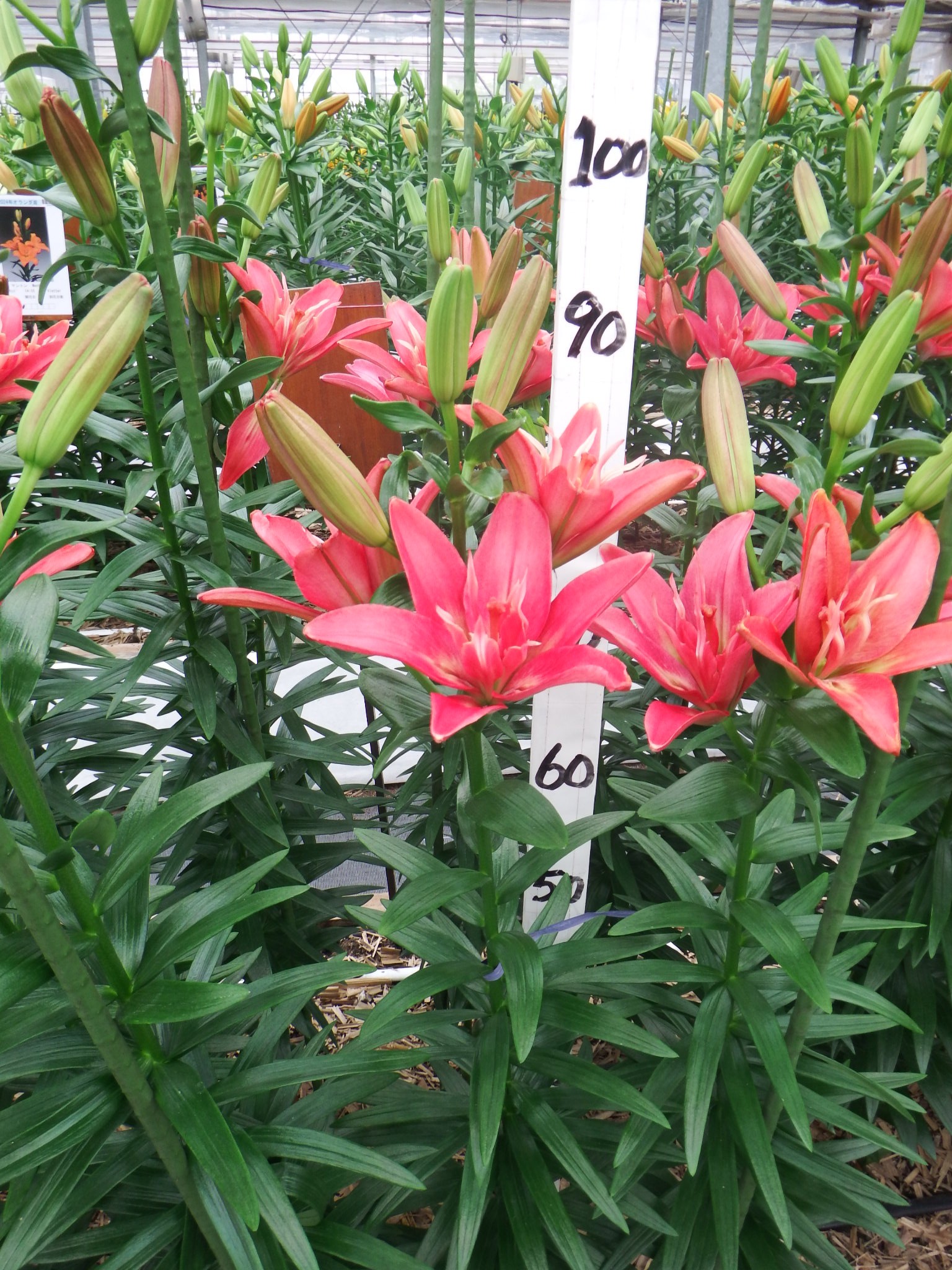 ホットパンツ（花粉無し）