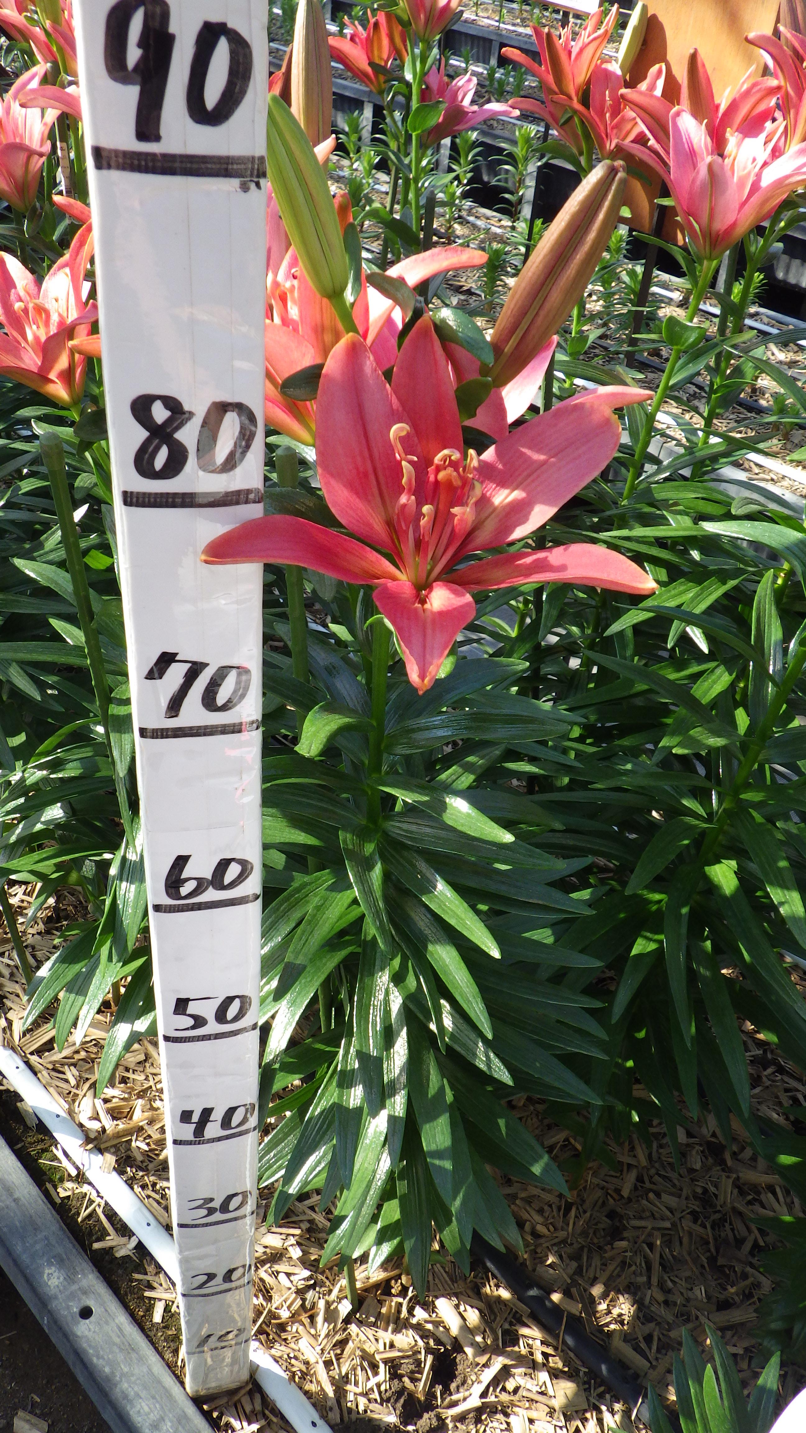 ホットパンツ（花粉無し）