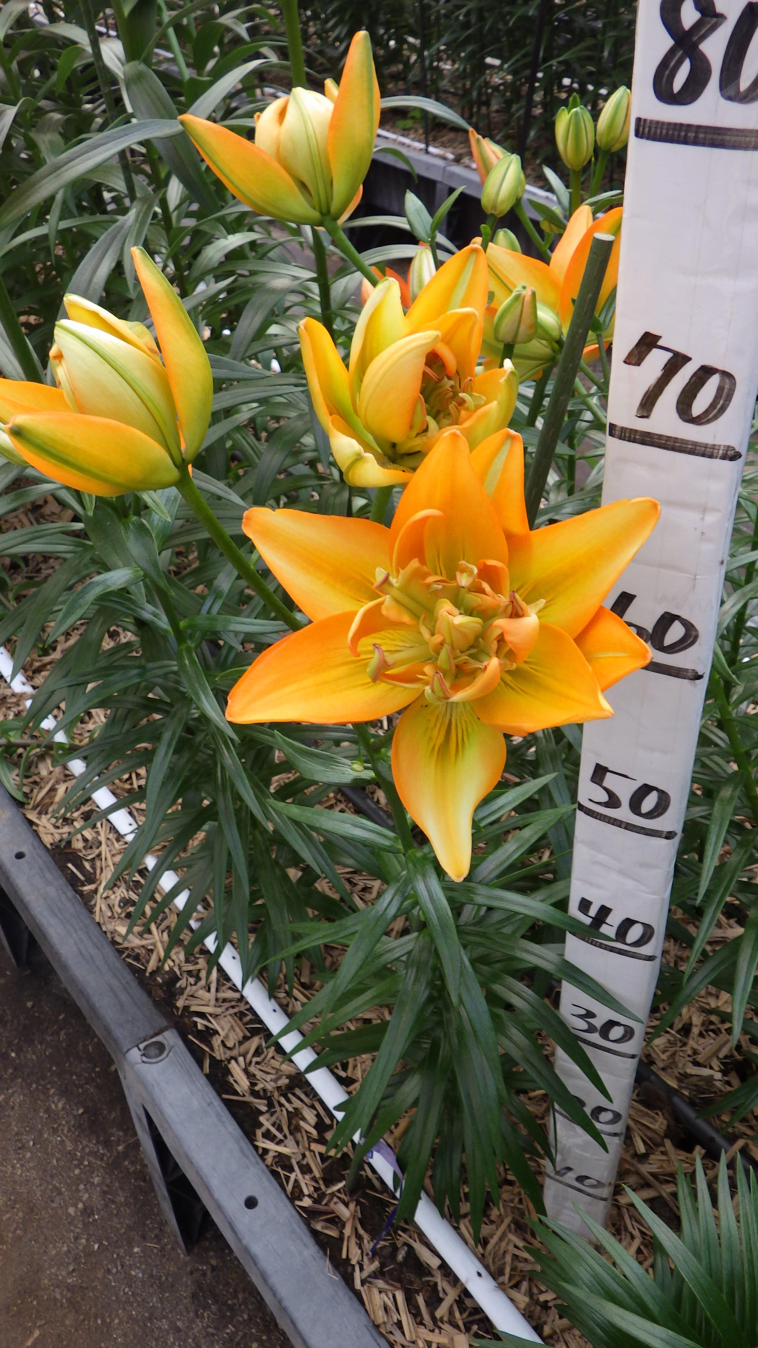 ハルク(花粉無し)