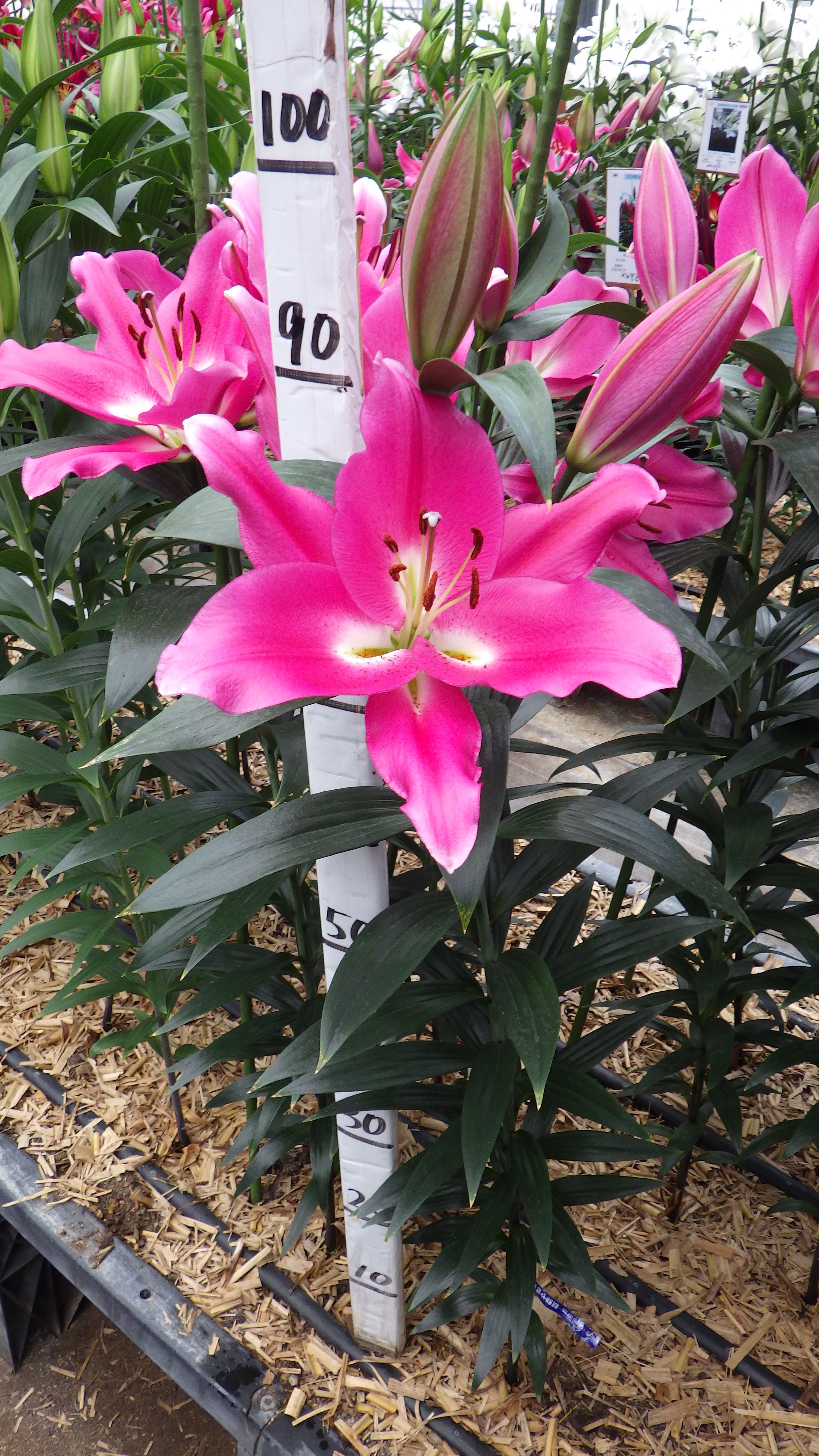 インフェンタス