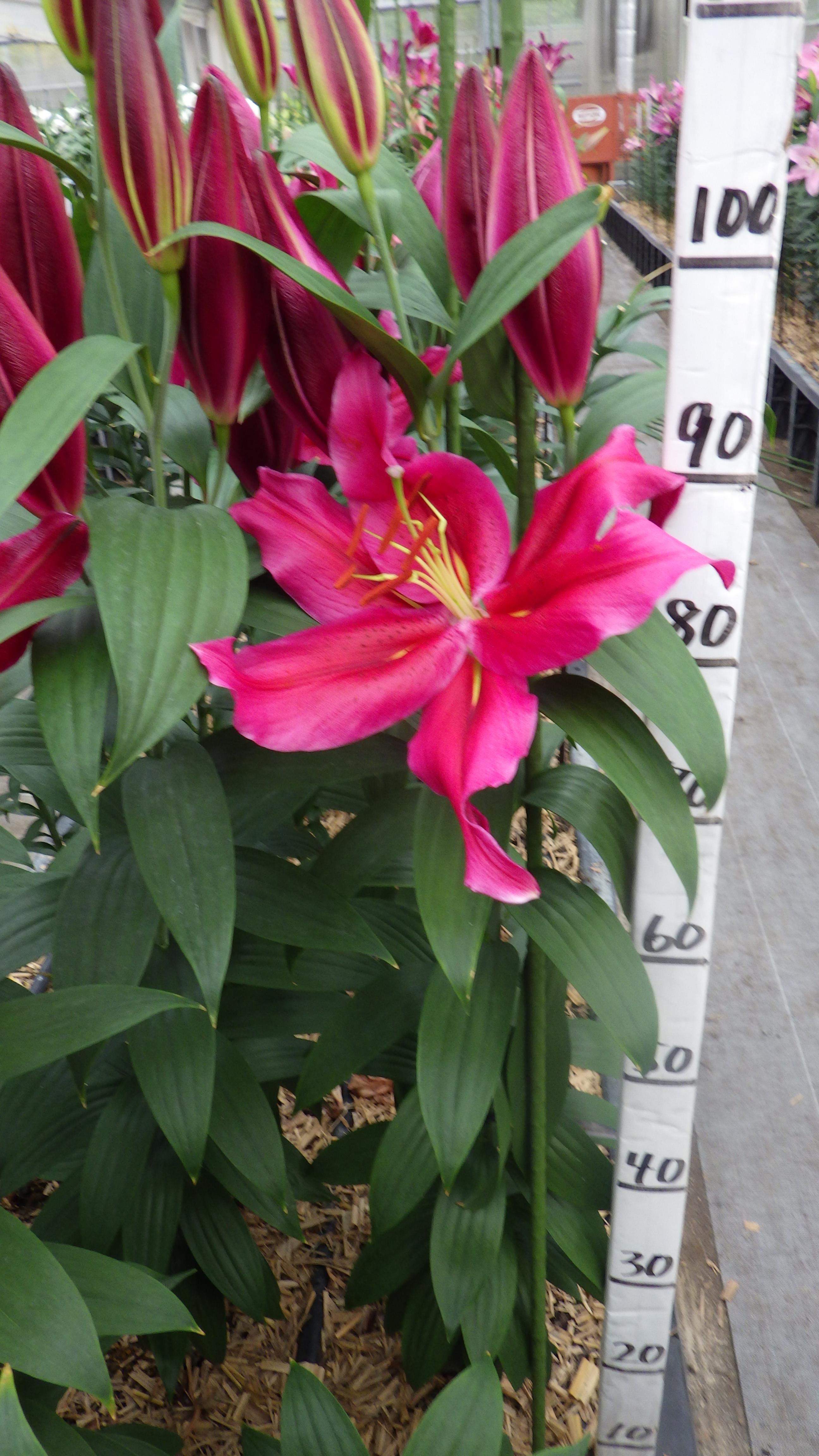 ジャクソンビル