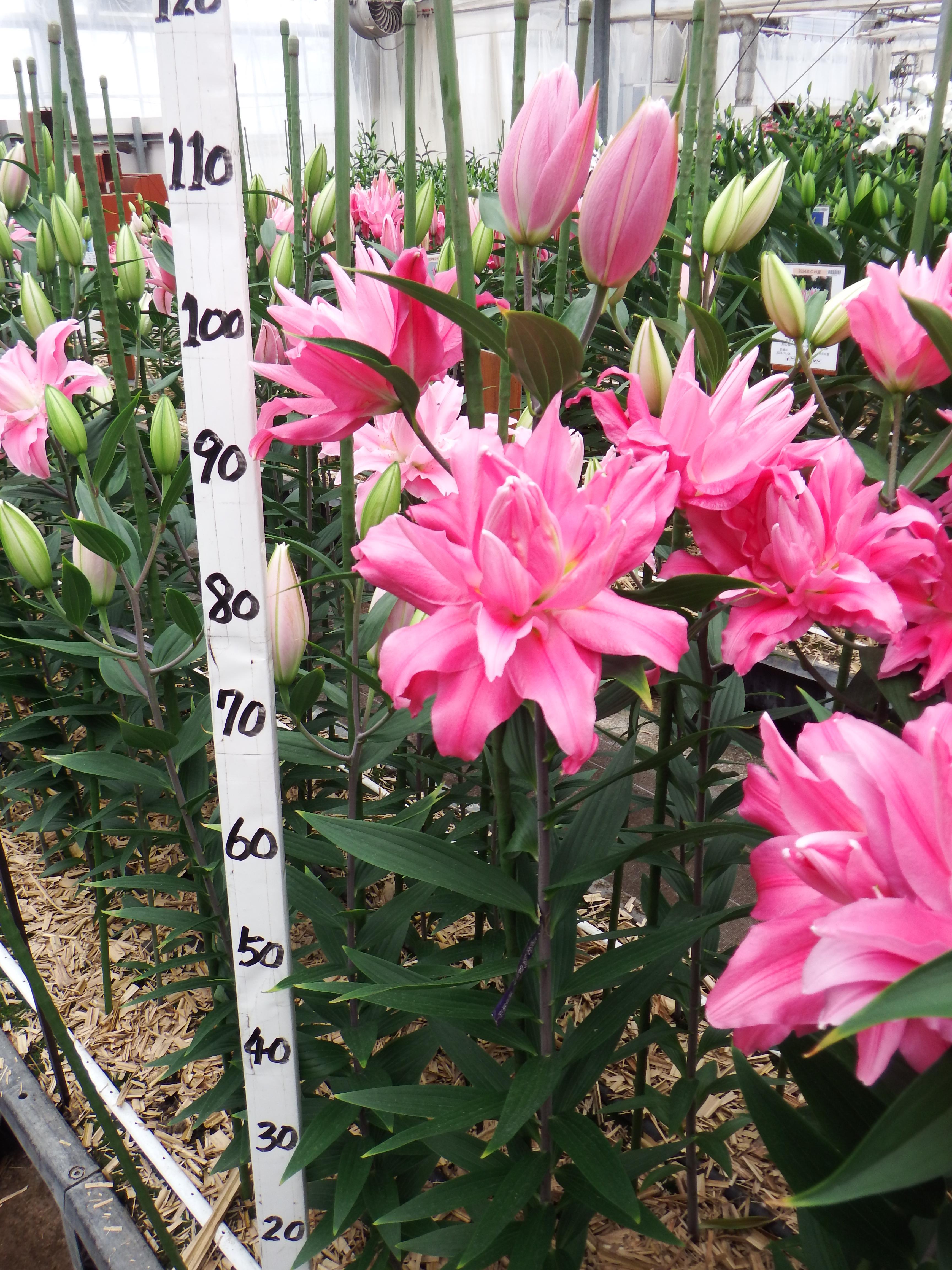 カダンゴ(八重)