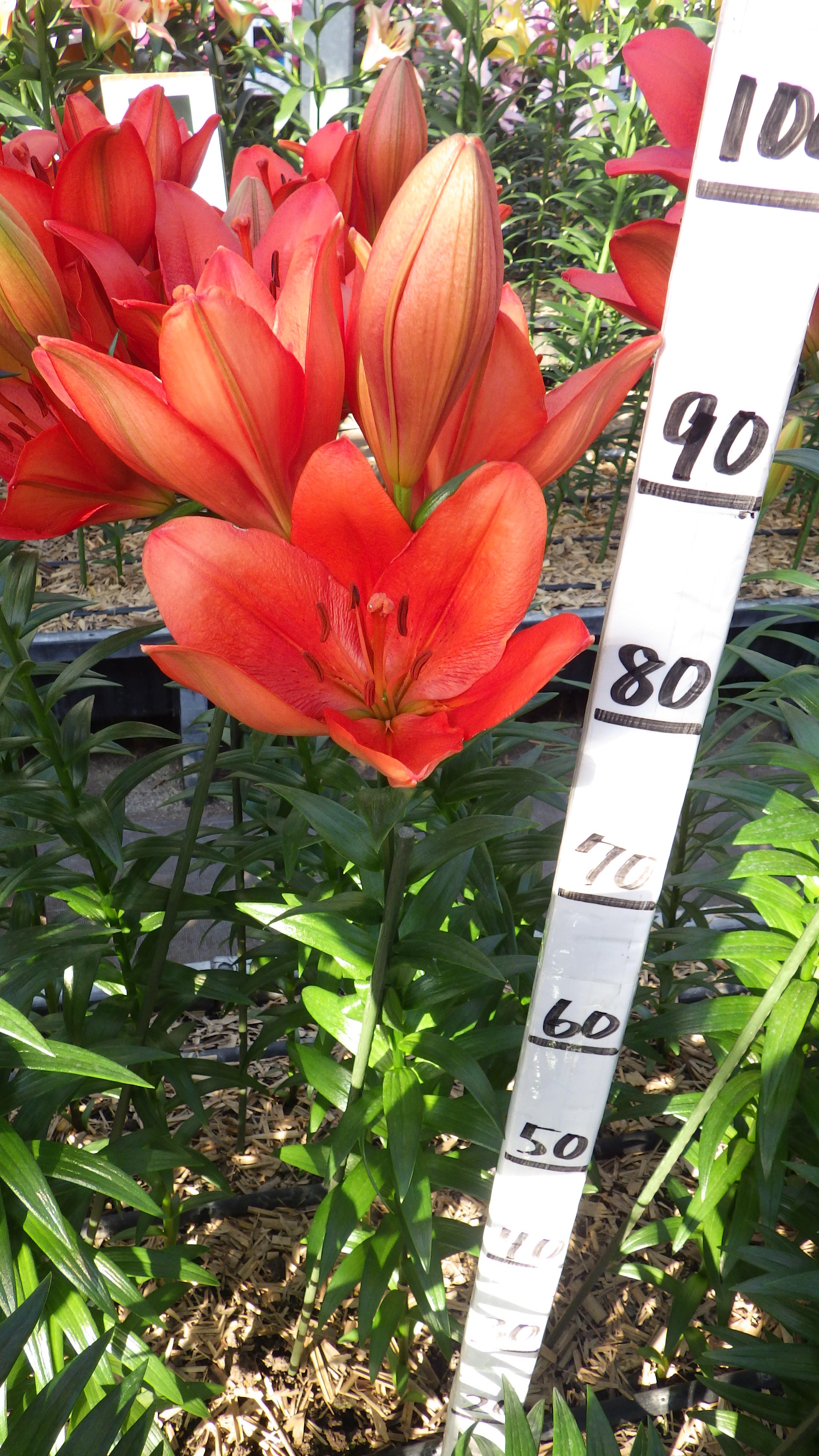 カンディンスキー