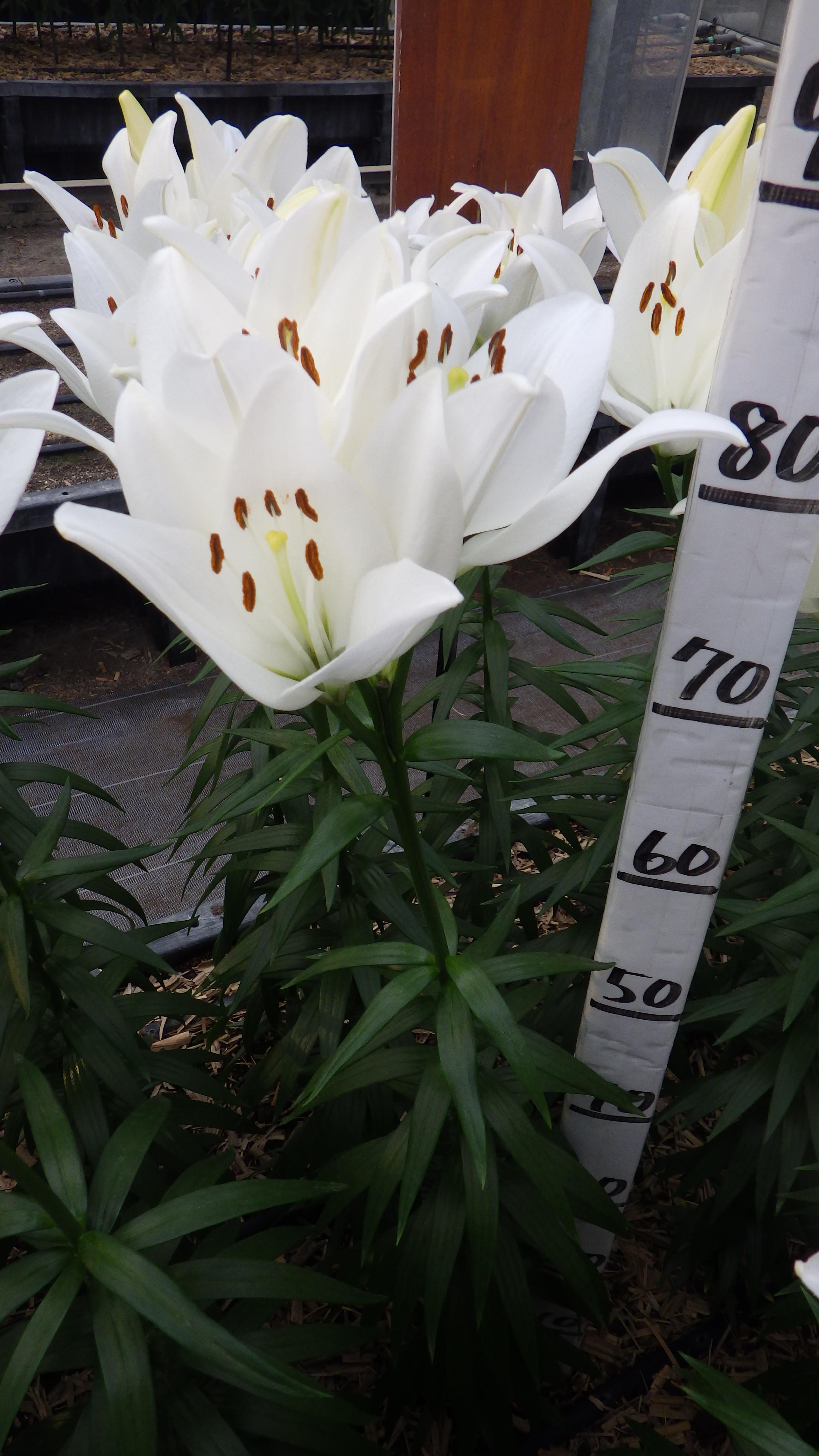 キリマンジャロ