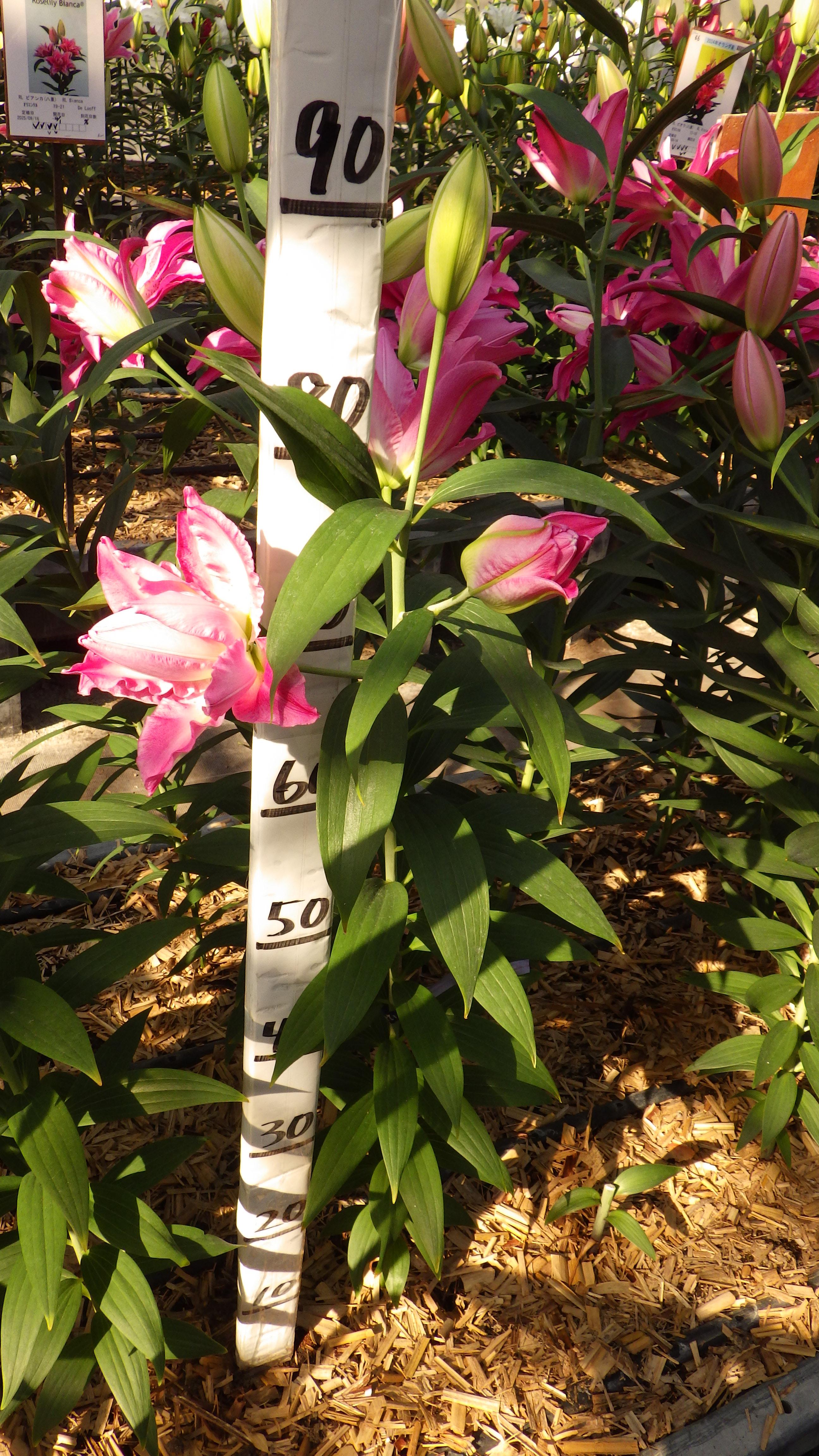 ネーロラ(八重）