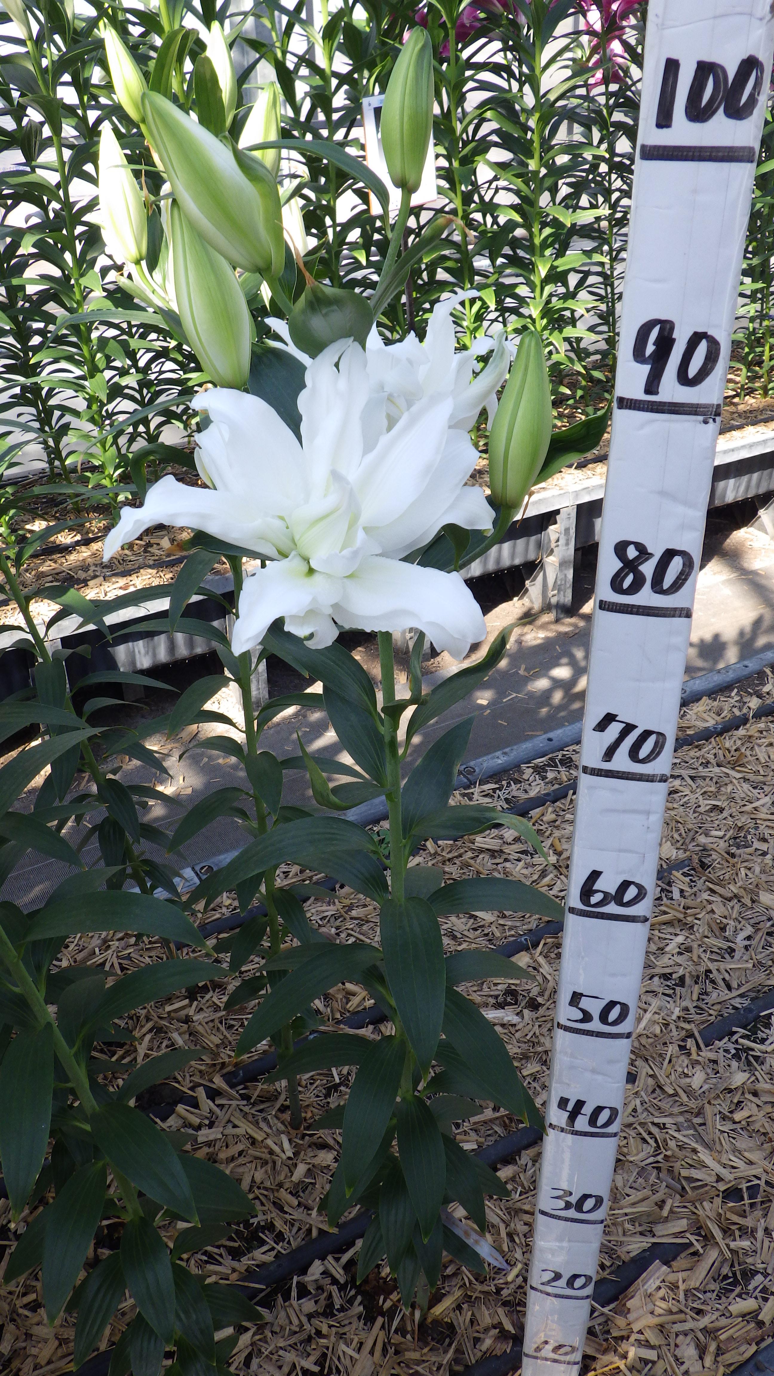 ヌナブト（八重）