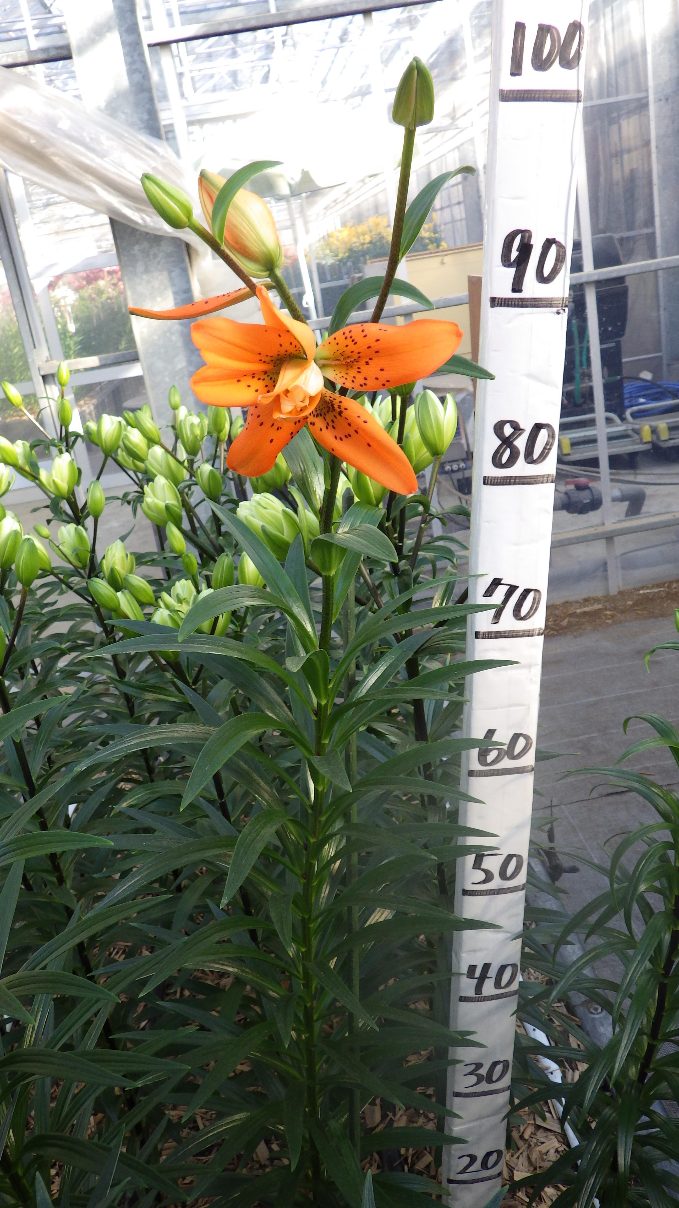 オランジェリー