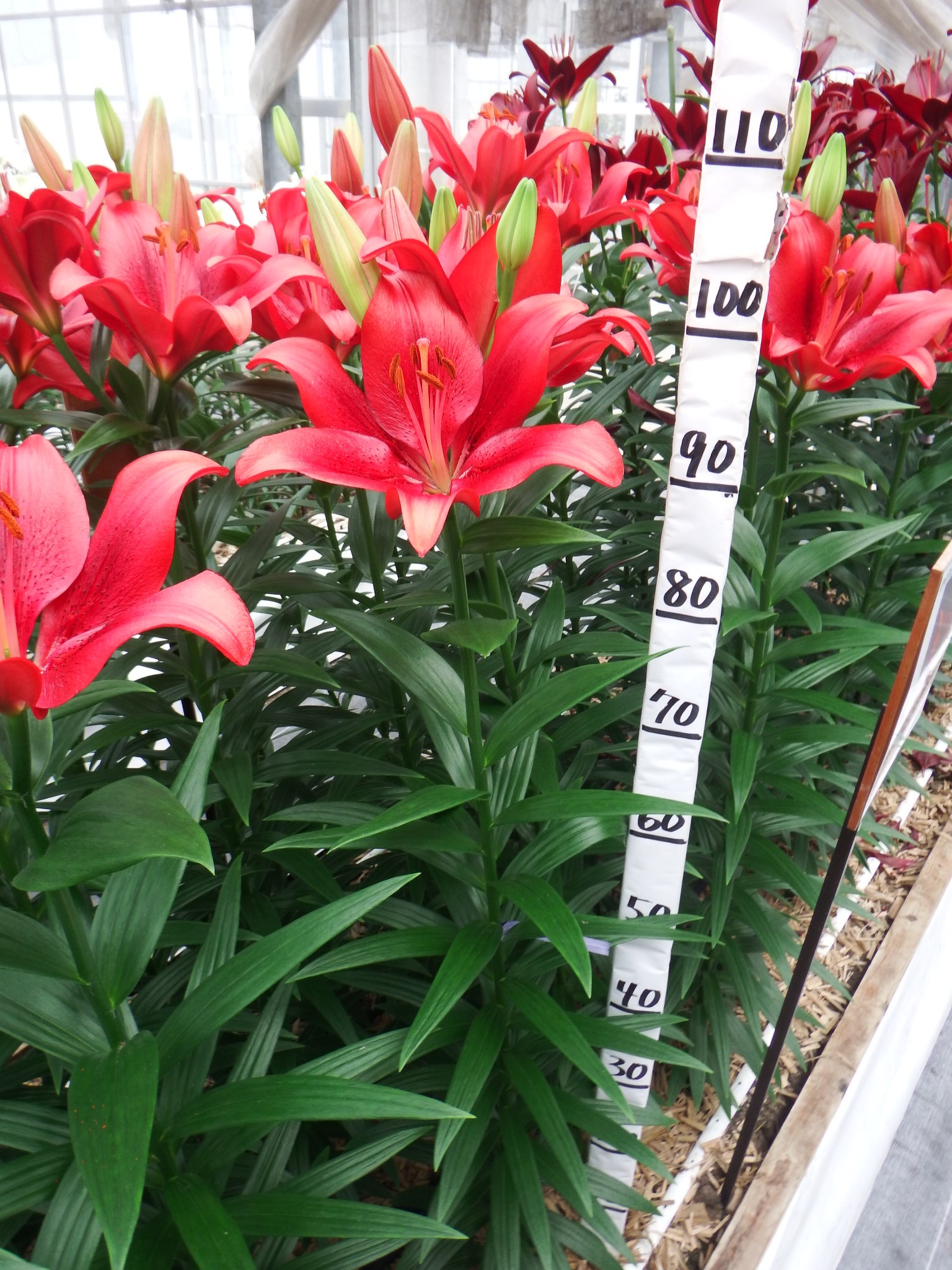 ポーカーフェイス